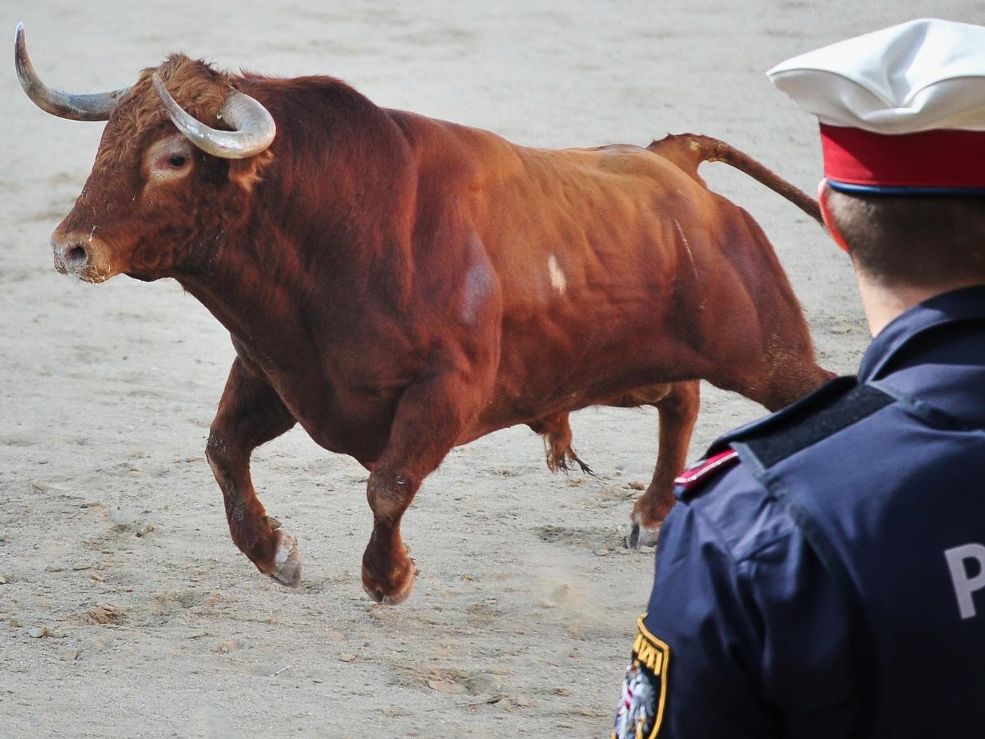 Der Stier drehte plötzlich um und rannte auf einen Polizisten zu, weshalb nur mittels Schusswaffengebrauch die akute Gefährdung abgewendet werden konnte.