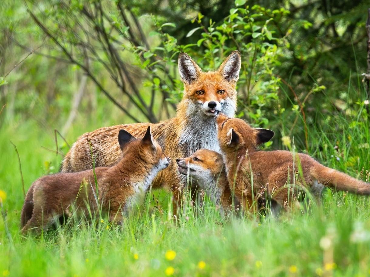 Symbolbild einer Fuchsfamilie.
