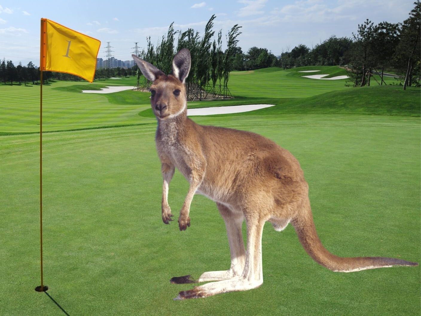 Laut australischen Medien war es schon die dritte Känguru-Attacke seit März. Laut australischen Medien war es schon die dritte Känguru-Attacke seit März.