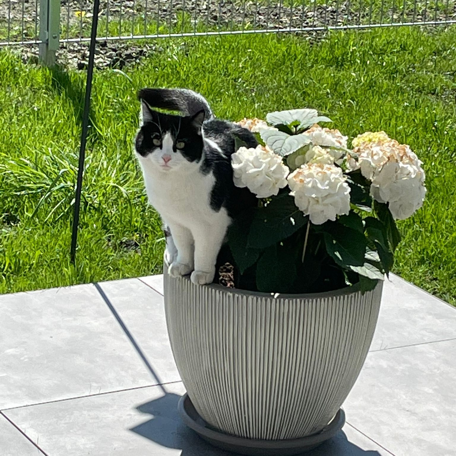 vermisste Katze in Gaissau