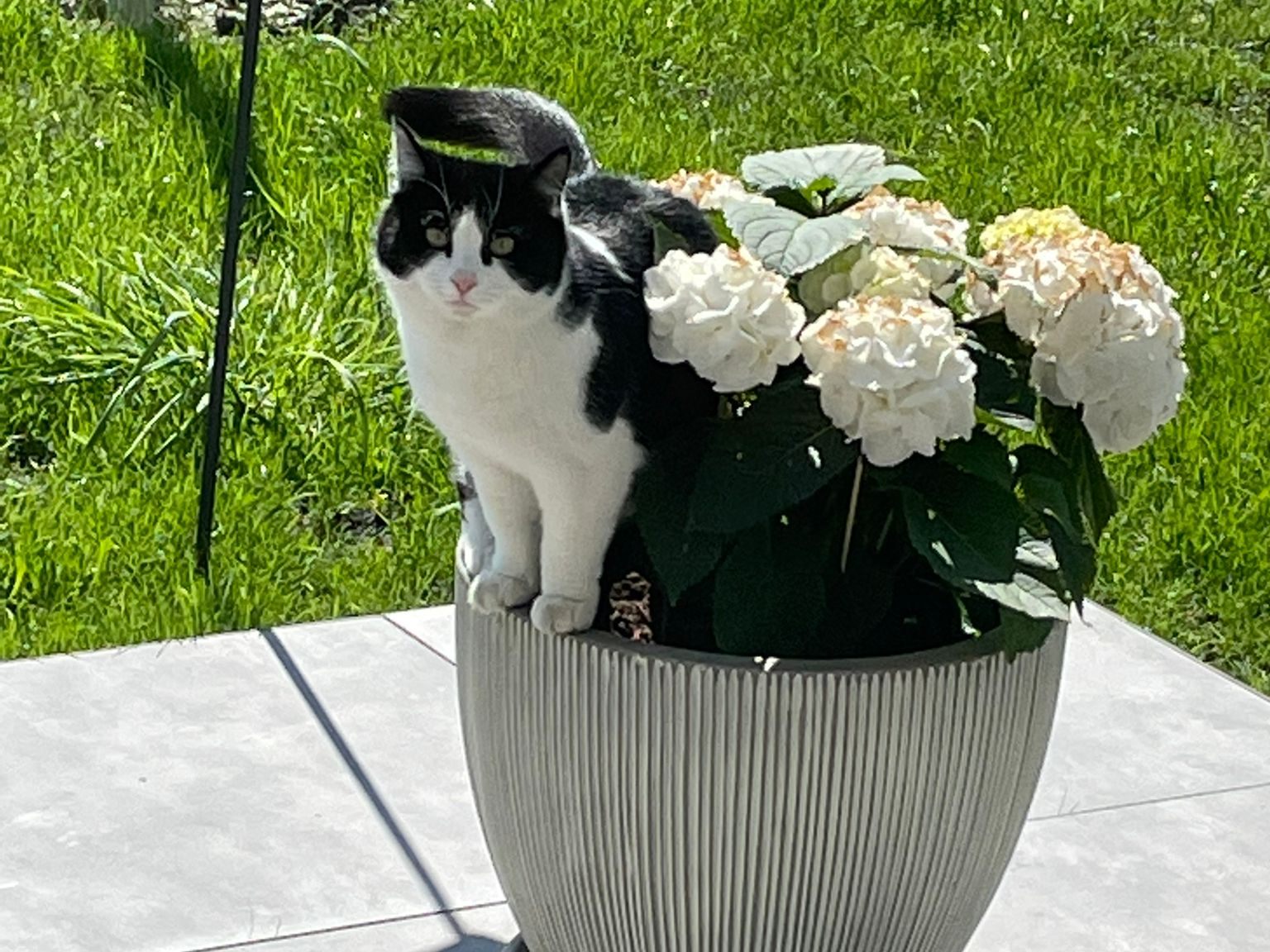 vermisste Katze in Gaissau