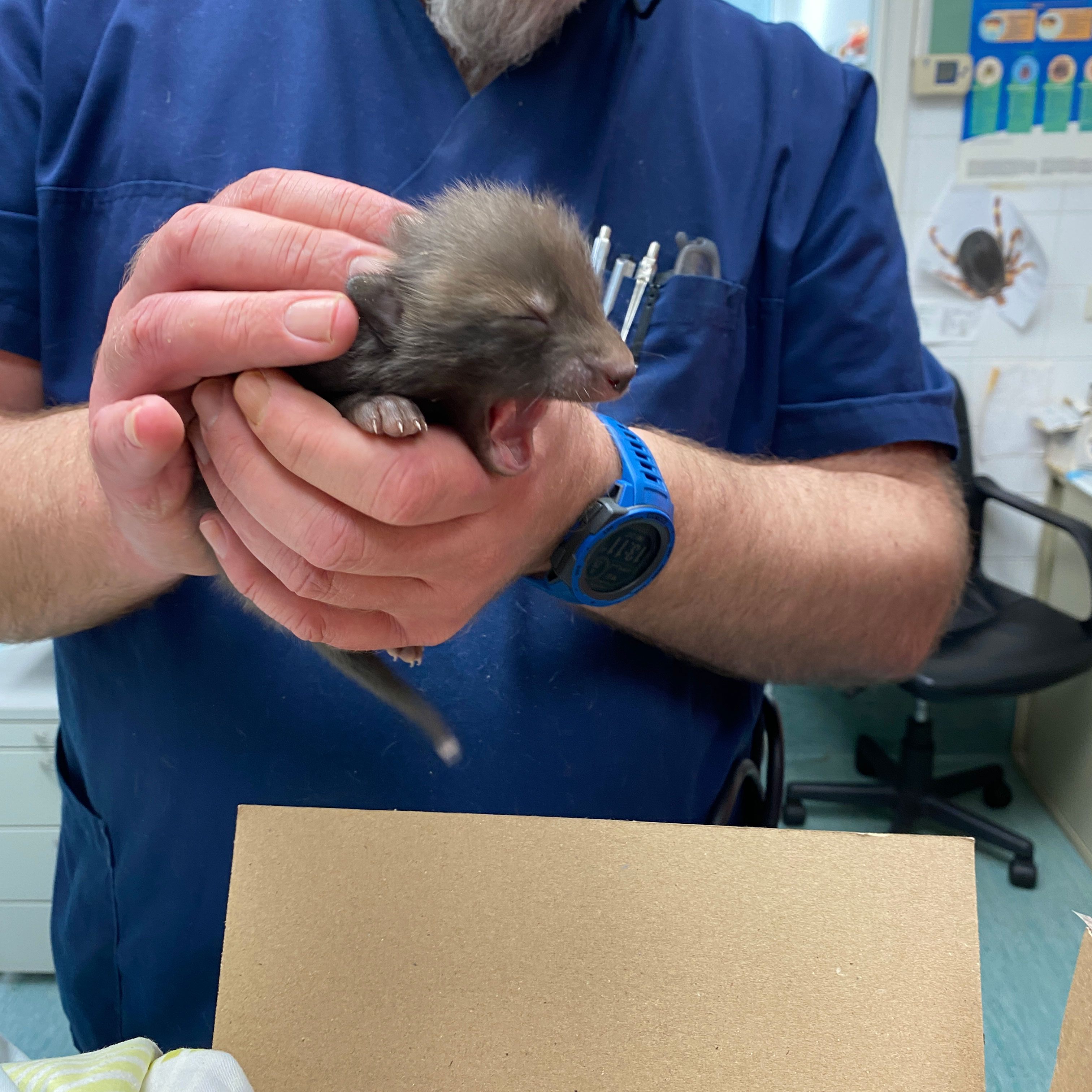 Eines der Fuchsbabys, die im Tierschutzhaus Vösendorf aufgepäppelt werden
