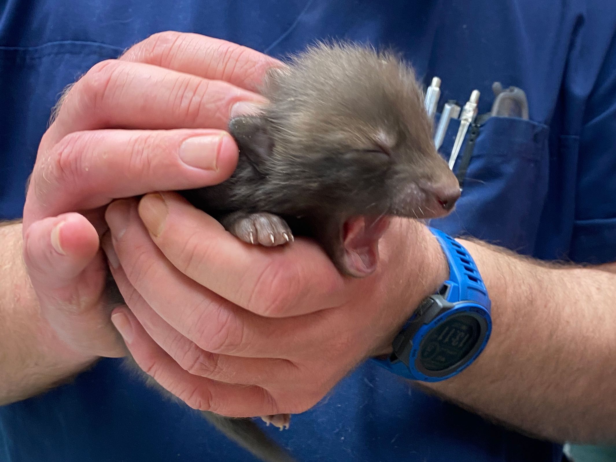 Eines der Fuchsbabys, die im Tierschutzhaus Vösendorf aufgepäppelt werden Eines der Fuchsbabys, die im Tierschutzhaus Vösendorf aufgepäppelt werden