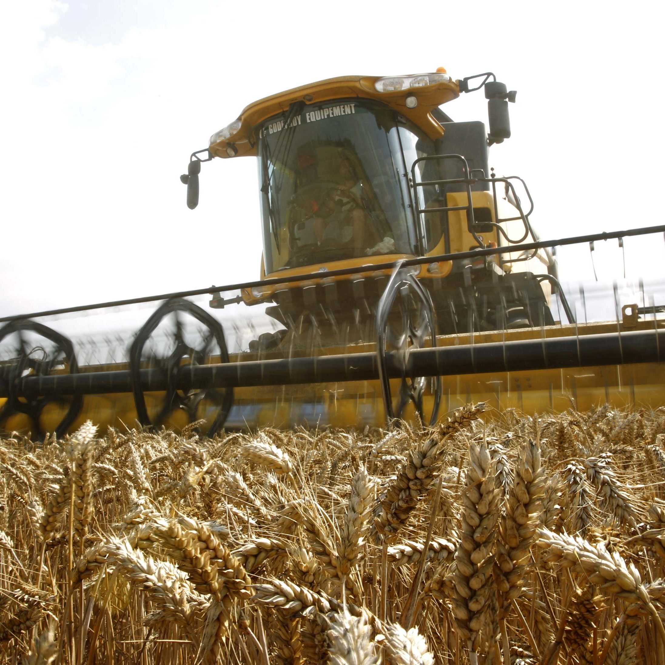 Russland plant seine Agrarexporte auf "befreundete" Staaten zu begrenzen.