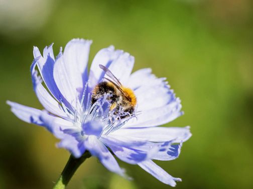 Naturgärten schaffen ein attraktives Erscheinungsbild und unterstützen die heimische Artenvielfalt