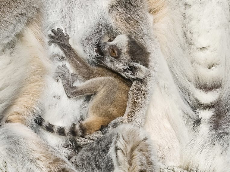 Die Kattas mit dem Jungtier im Tiergarten Schönbrunn Die Kattas mit dem Jungtier im Tiergarten Schönbrunn