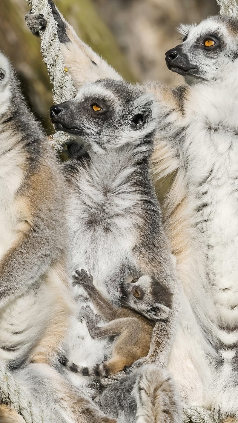 Die Kattas mit dem Jungtier im Tiergarten Schönbrunn