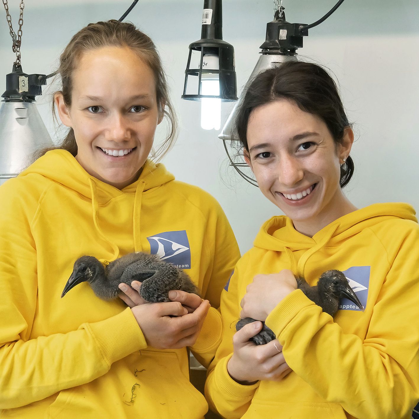 Begleitete Aufzucht: Die Waldrapp-Küken kommen in Schönbrunn in liebevolle Hände