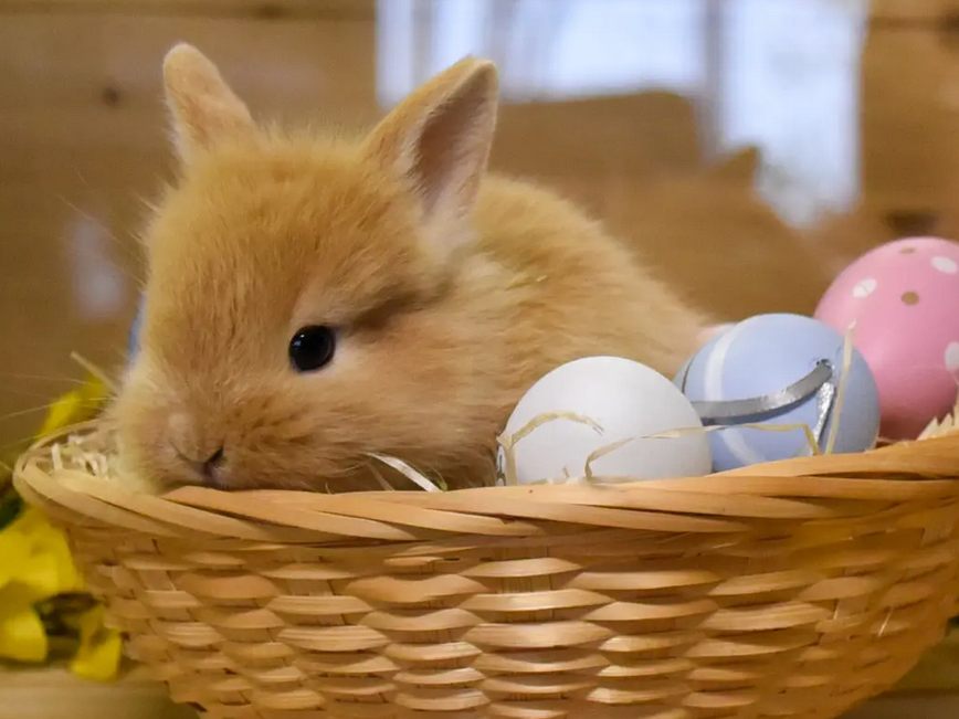 Wer Tieren etwas ins Osterkörbchen legen möchte, kann das bei dieser Aktion tun Wer Tieren etwas ins Osterkörbchen legen möchte, kann das bei dieser Aktion tun