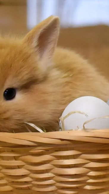 Wer Tieren etwas ins Osterkörbchen legen möchte, kann das bei dieser Aktion tun
