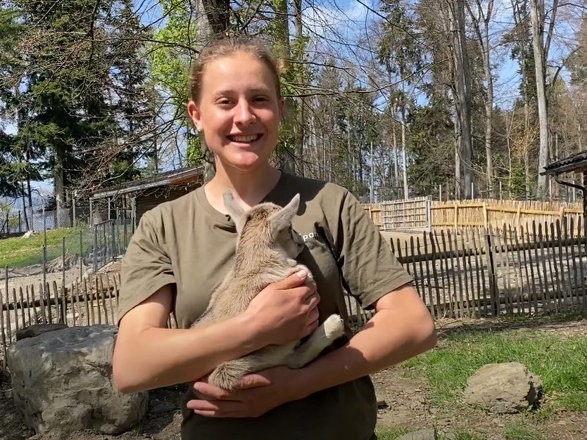 Im Wildpark Feldkirch gibt es wieder Nachwuchs.