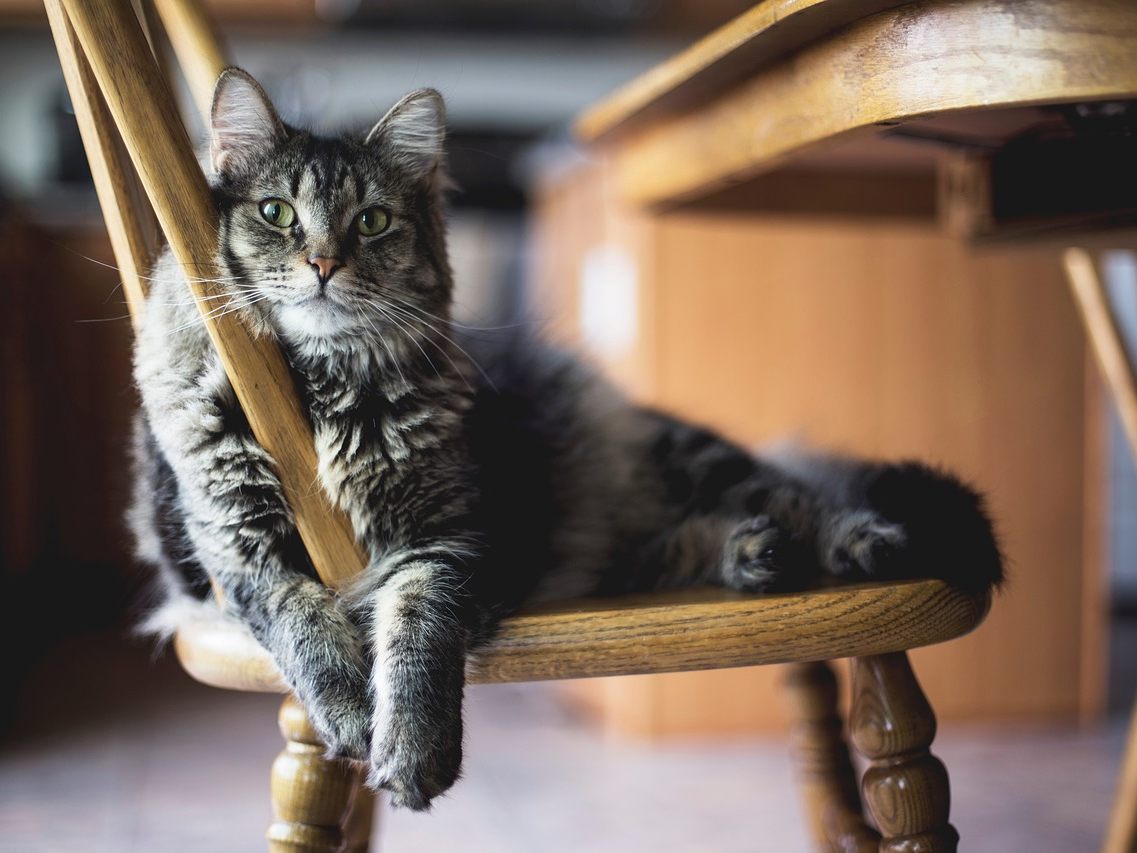 So zeigt dir deine Katze, dass sie dich gern hat. So zeigt dir deine Katze, dass sie dich gern hat.