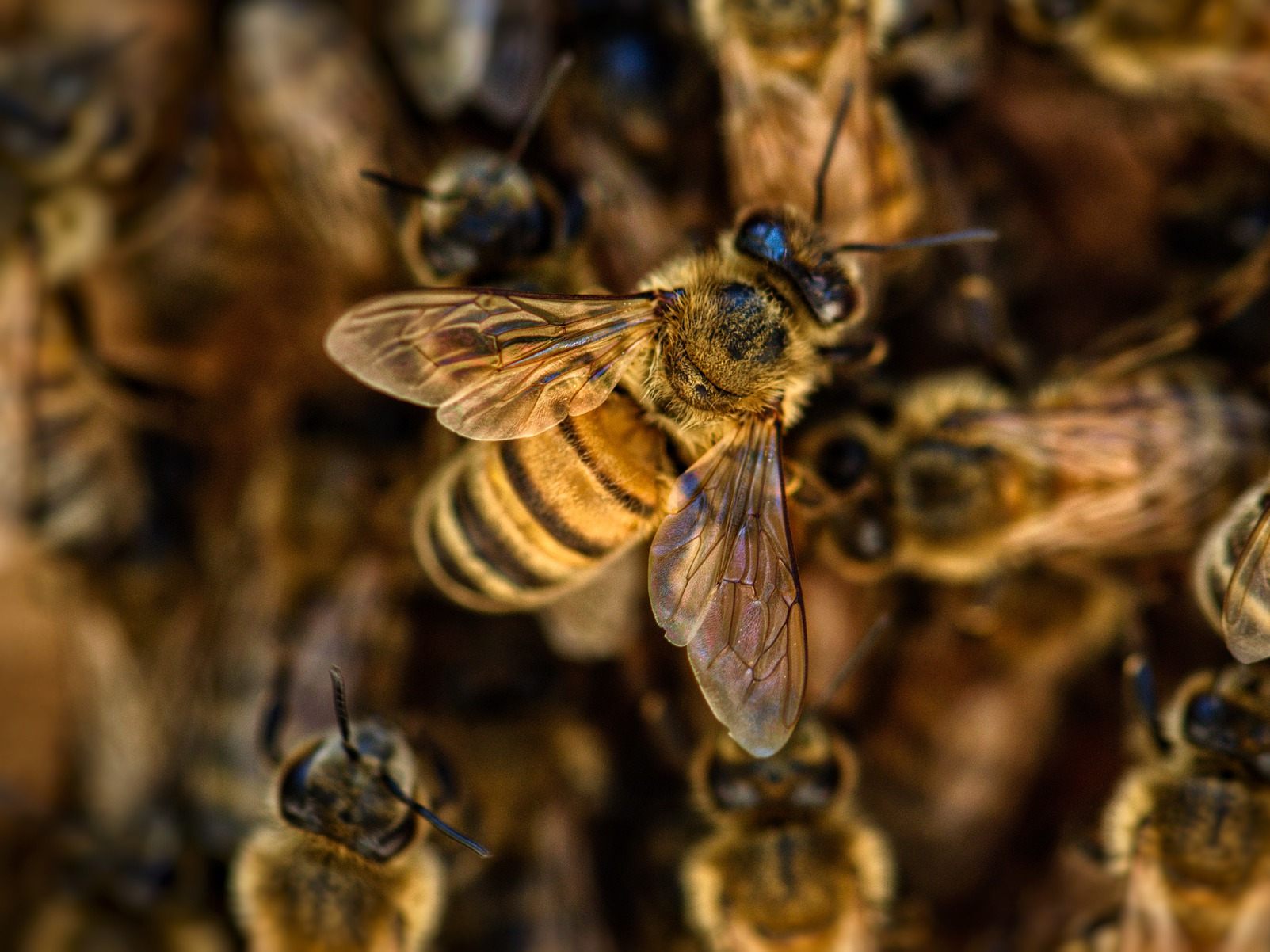 Bienen sollen bei der Minensuche effektiver als Schnüffelhunde sein. Bienen sollen bei der Minensuche effektiver als Schnüffelhunde sein.