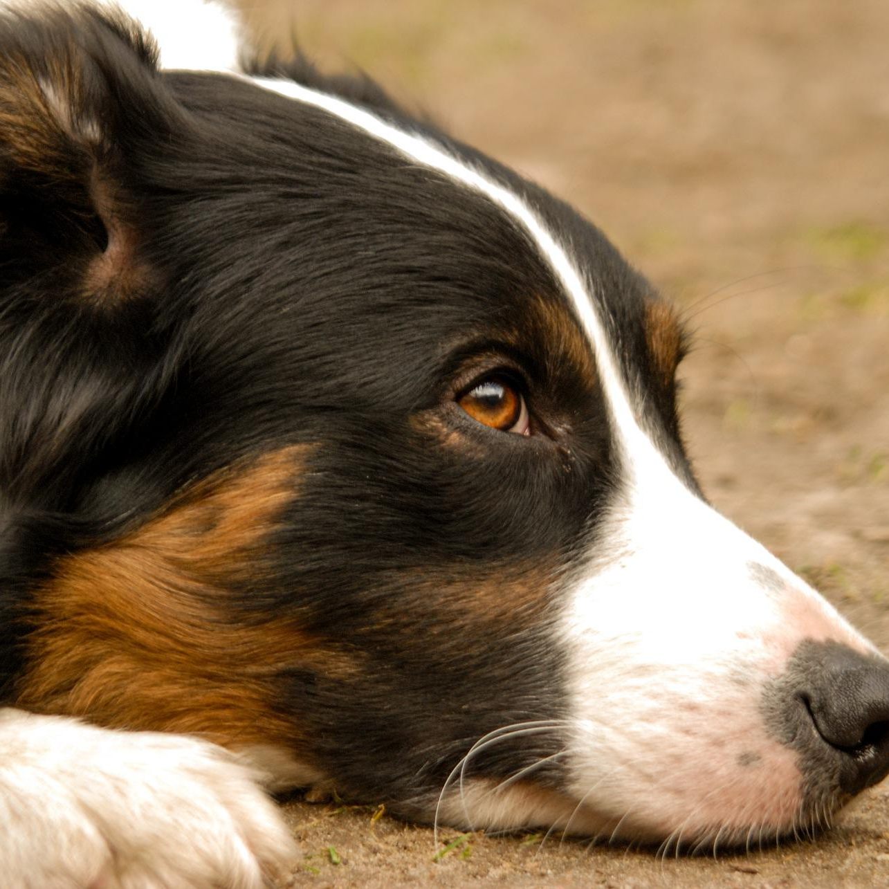 Im Fall um einen tot in einem Brunnenschacht in Altlengbach (Bezirk St. Pölten) entdeckten gefesselten Hund gibt es bereits Hinweise