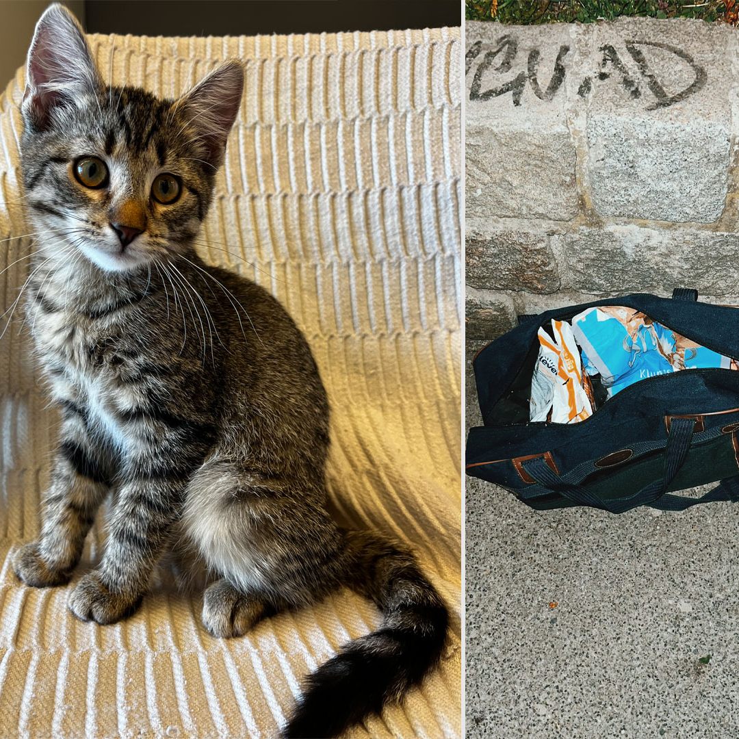 Diese beiden kleinen Katzen wurden in Wien-Ottakring einfach ausgesetzt und sich selbst überlassen