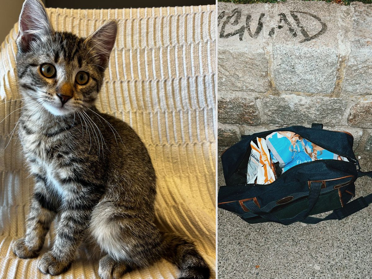 Diese beiden kleinen Katzen wurden in Wien-Ottakring einfach ausgesetzt und sich selbst überlassen