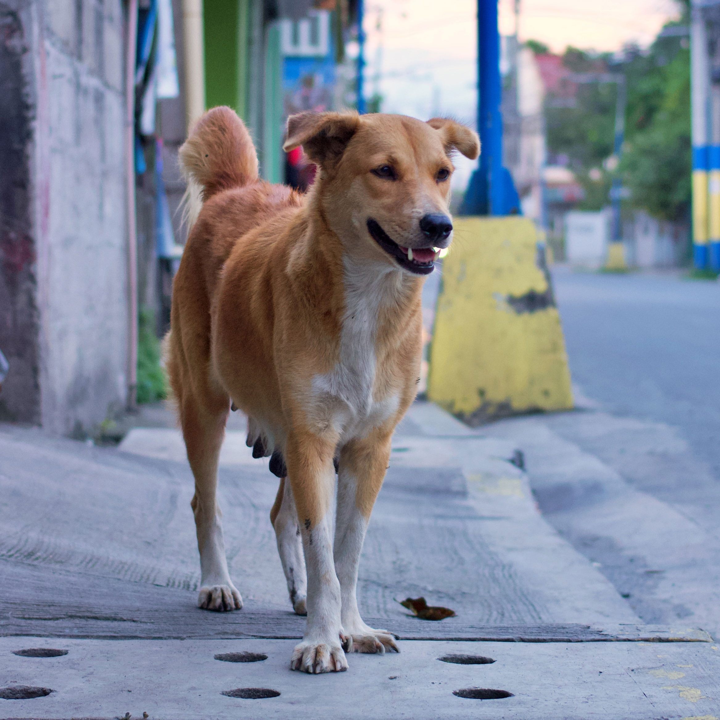 Am 4. April ist Weltstreunertag: Vier Pfoten leistet das ganze Jahr über Soforthilfe für Streuner in Not