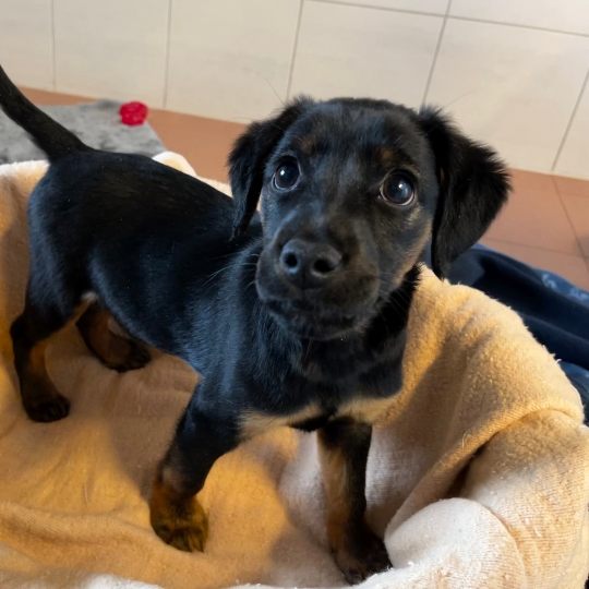 "Bobi" wurde einem Mädchen in Wien-Simmering einfach in die Hand gedrückt.