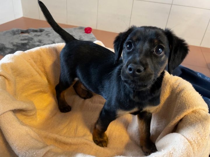 "Bobi" wurde einem Mädchen in Wien-Simmering einfach in die Hand gedrückt. "Bobi" wurde einem Mädchen in Wien-Simmering einfach in die Hand gedrückt.