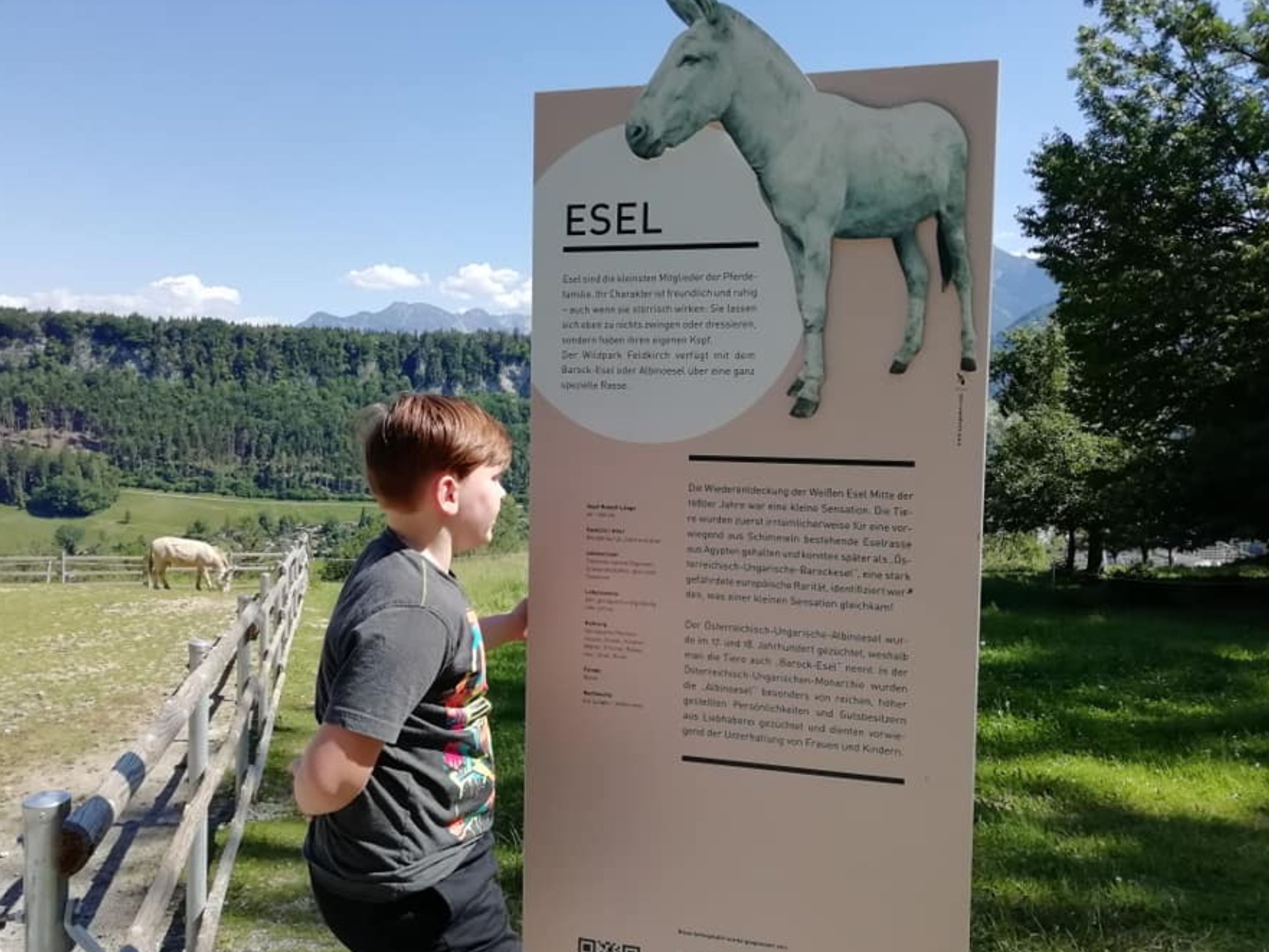 Der Feldkircher Wildpark war auch im vergangenen Jahr beliebtes Ausflugsziel im Ländle