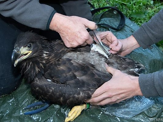 Seeadler "Orania" wurde 2018 mit einem Sender ausgestattet
