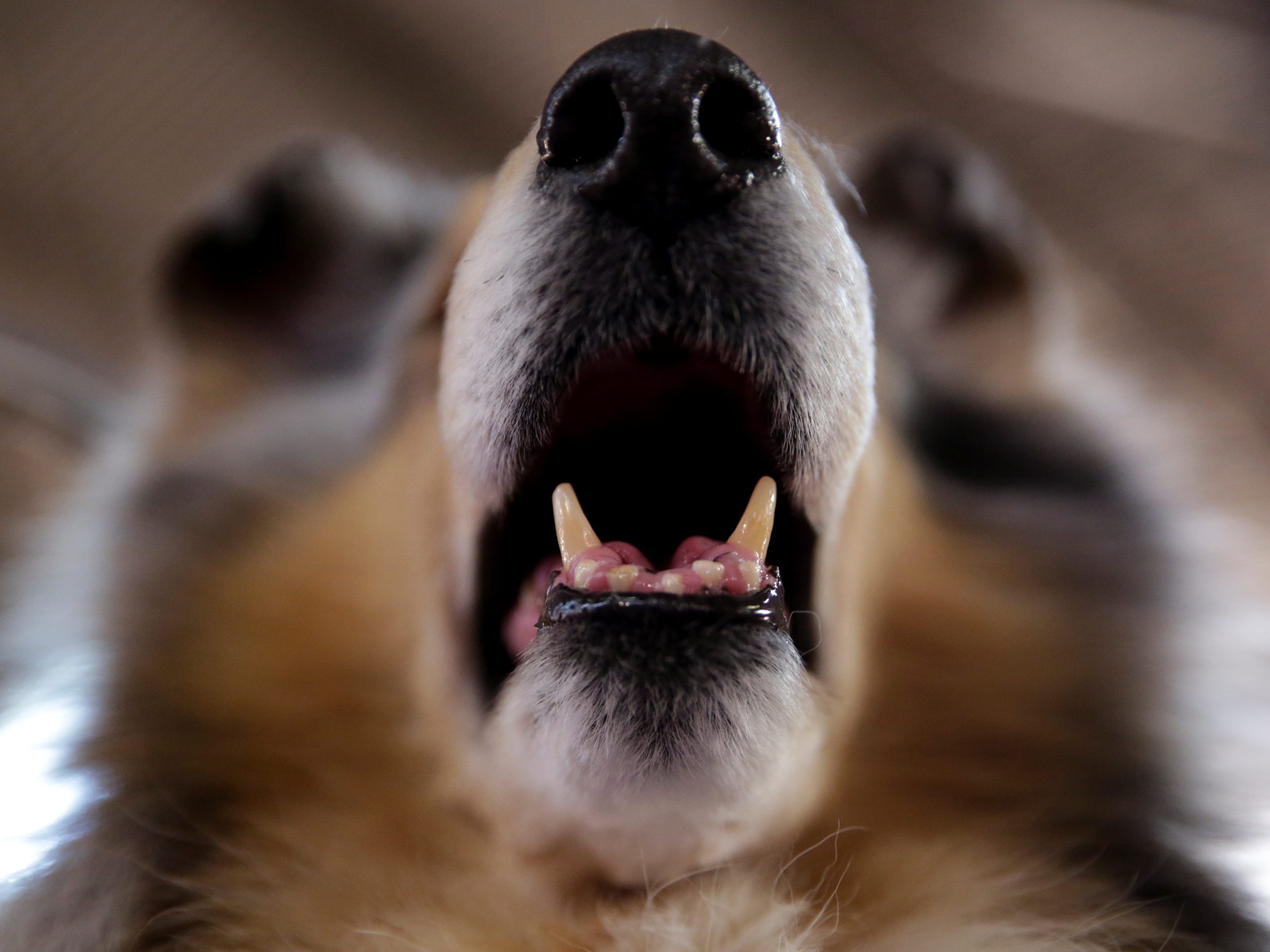 In Niederösterreich wurde ein Border-Collie-Mischling tot und gefesselt in einem Brunnenschacht entdeckt. In Niederösterreich wurde ein Border-Collie-Mischling tot und gefesselt in einem Brunnenschacht entdeckt.
