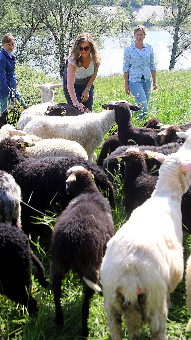 70 Schafe sind als natürliche Rasenmäher wieder auf der Wiener Donauinsel im Einsatz.