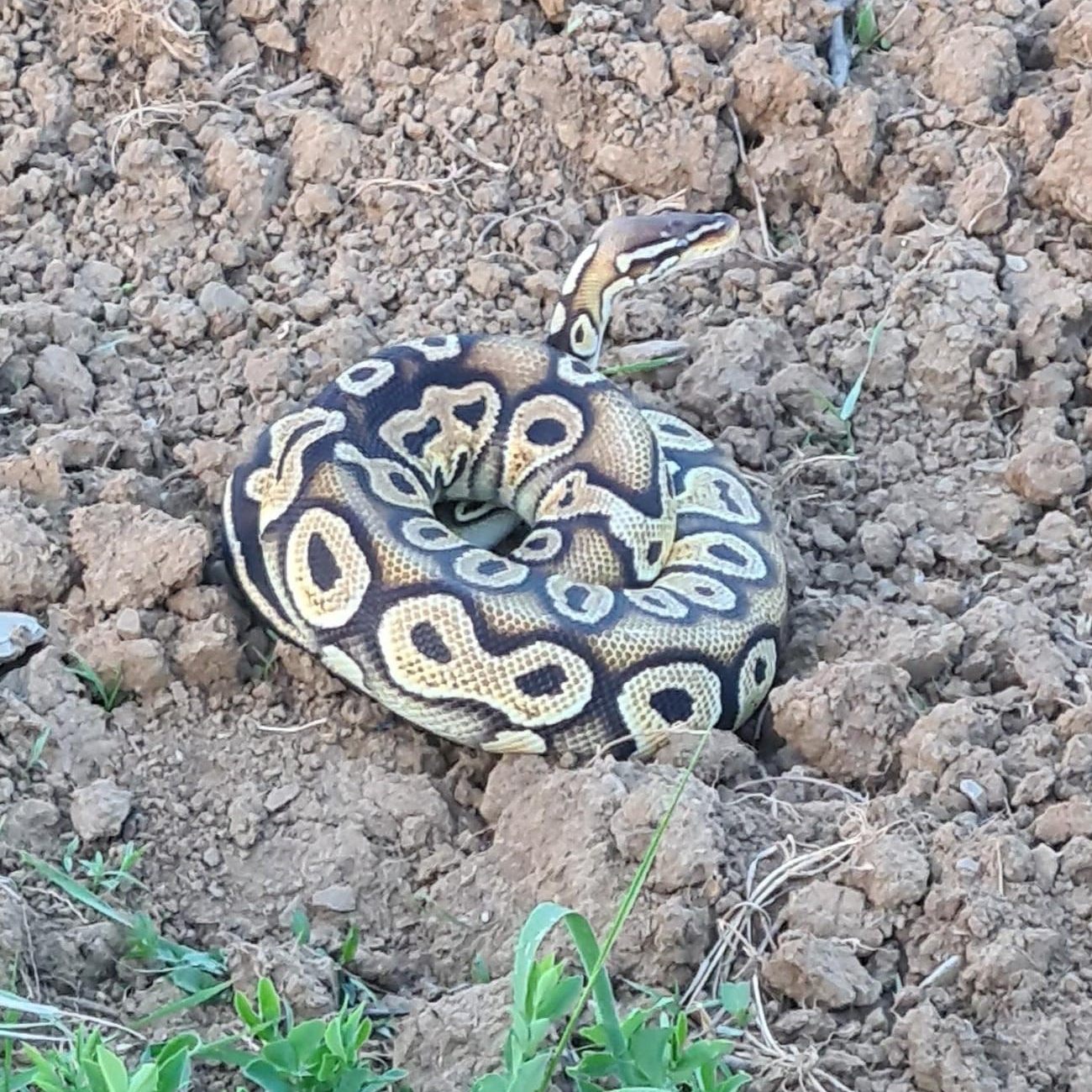 Diesen Königspython fing eine Polizistin in den Weinbergen in Leobersdorf ein.