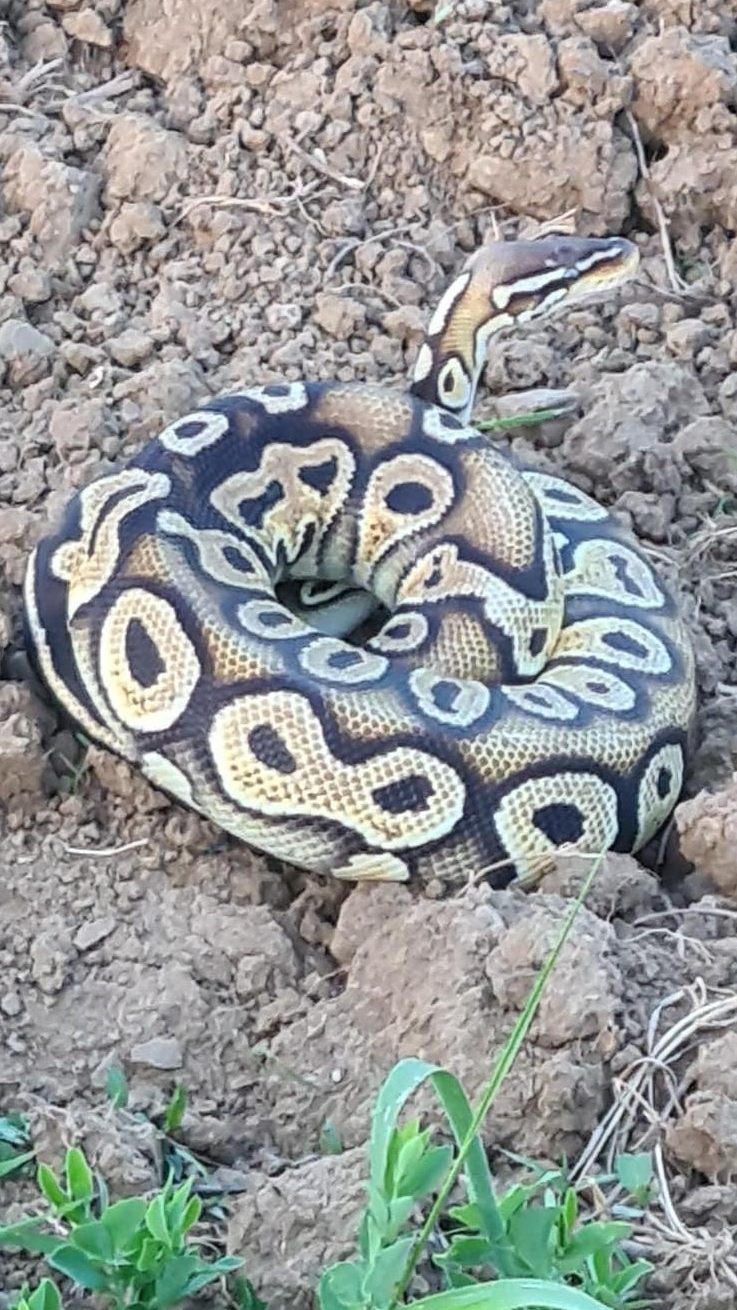 Diesen Königspython fing eine Polizistin in den Weinbergen in Leobersdorf ein.
