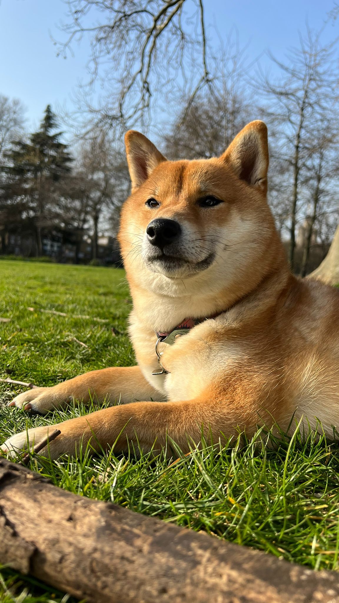 Sie trägt ein rosa/blaues halsband