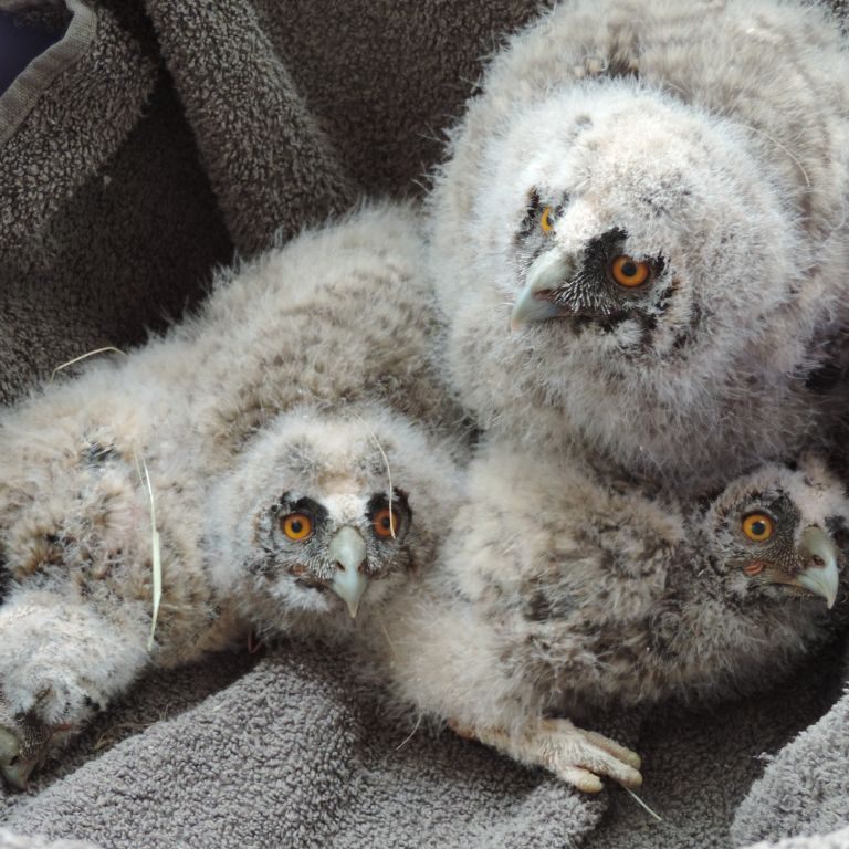 In Marchegg sind vier kleine Waldohreulen gerettet worden, deren Baum umgestürzt war