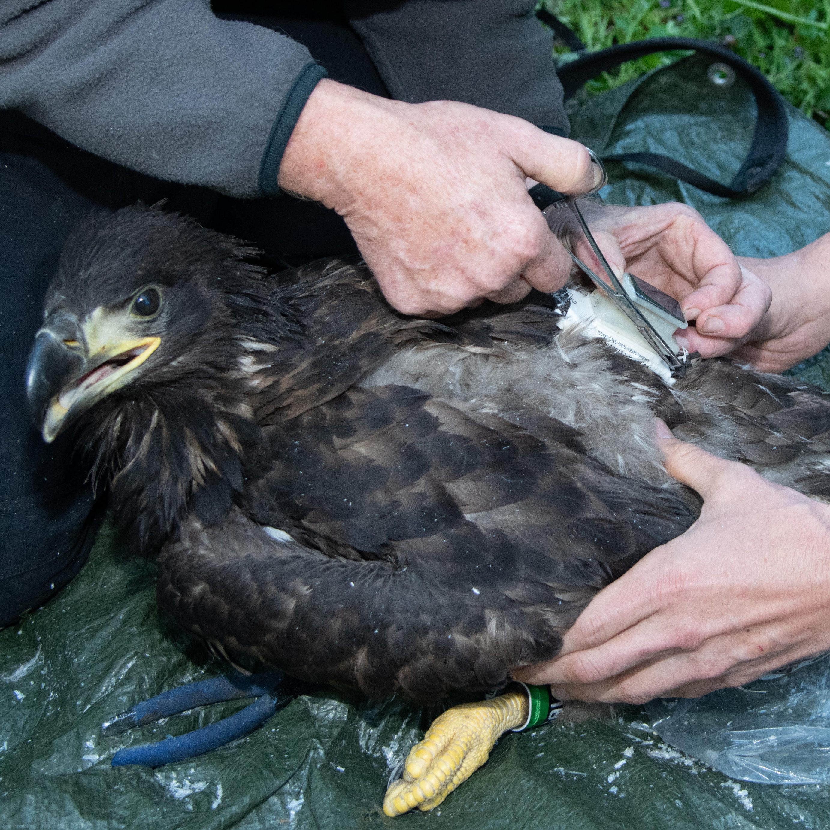 Der Seeadler "Orania" bei der Besenderung im Jahr 2019 im Nationalpark Donau-Auen.