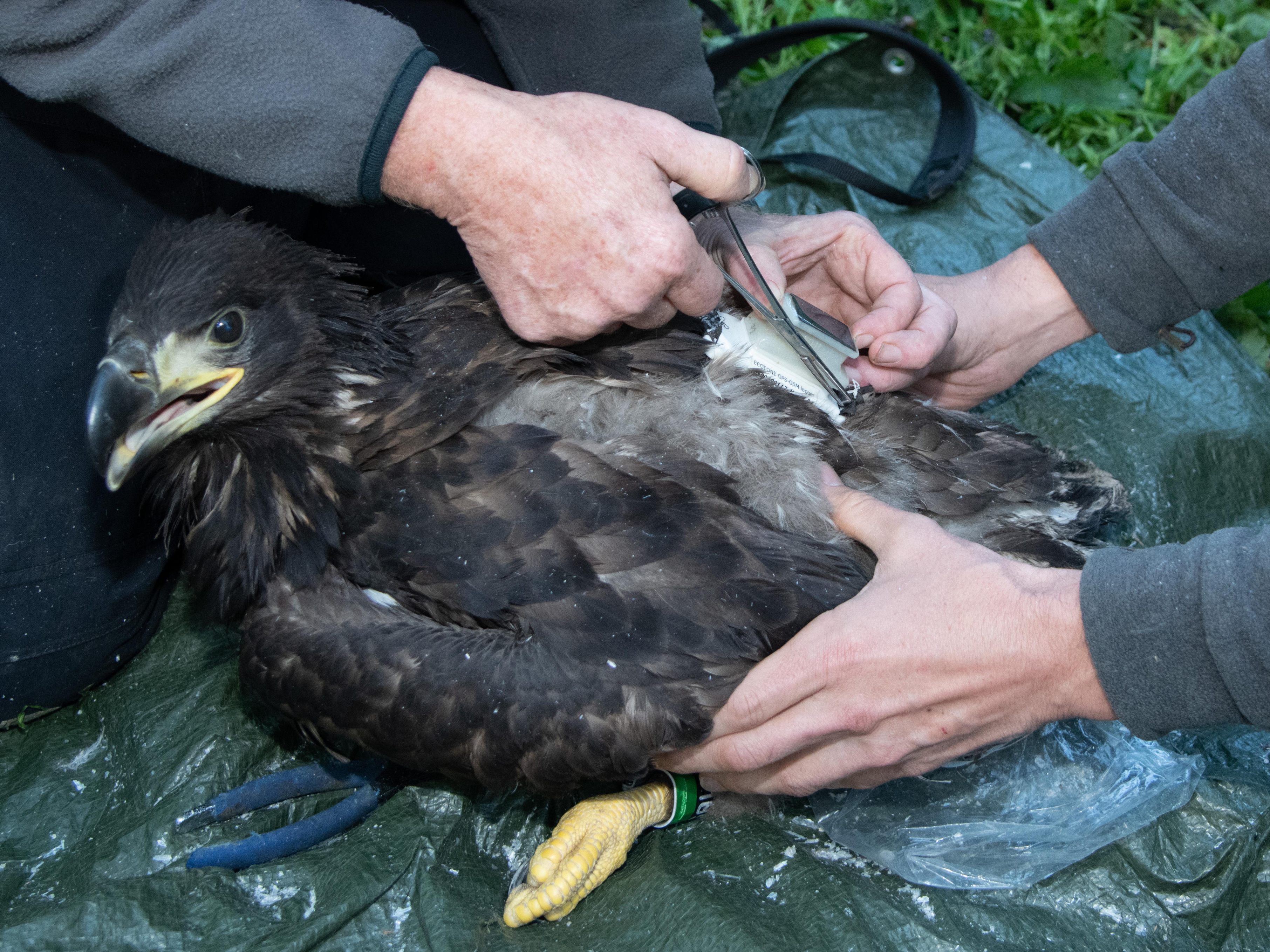 Der Seeadler "Orania" bei der Besenderung im Jahr 2019 im Nationalpark Donau-Auen.