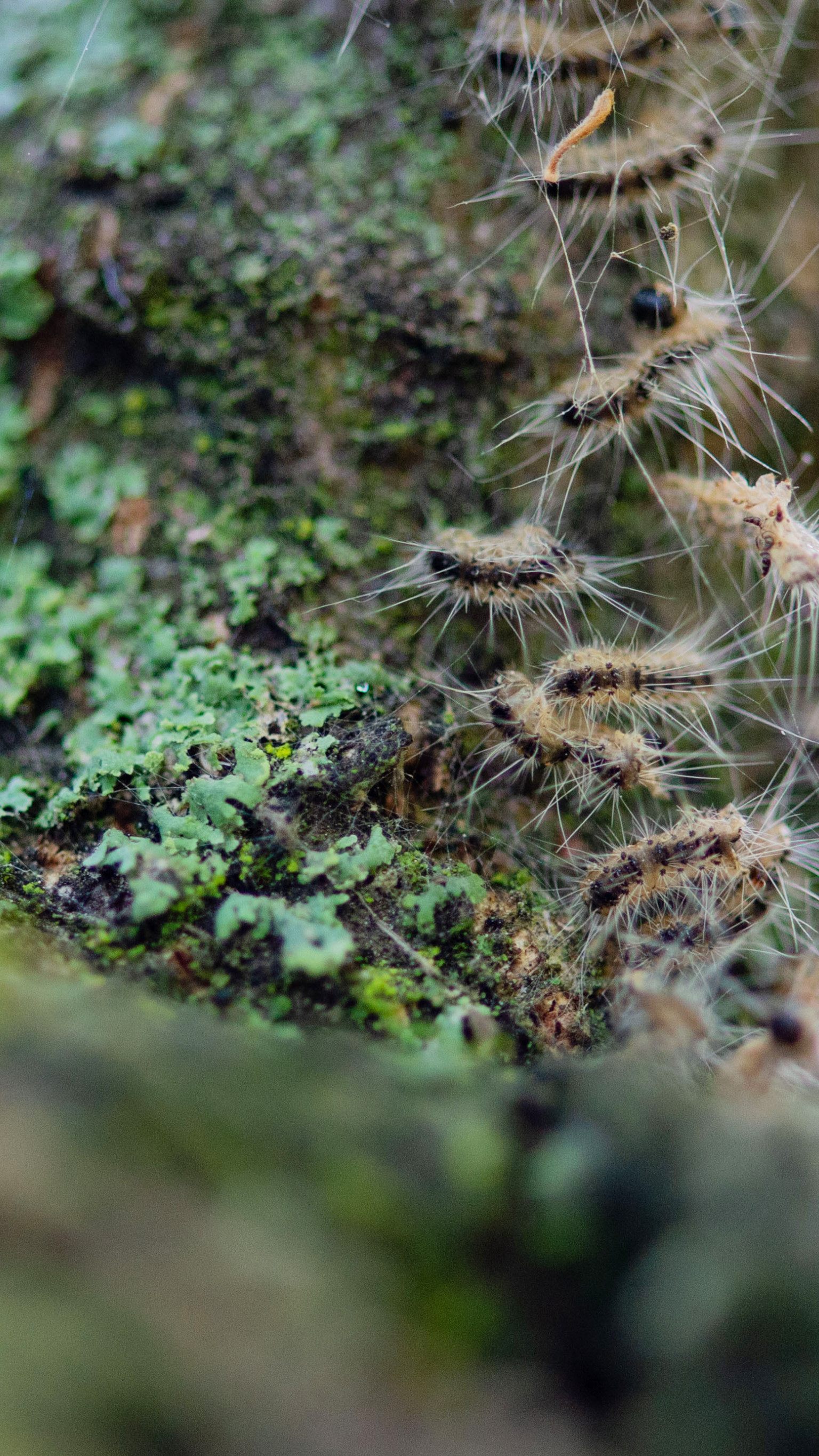 Den Kontakt mit Eichenprozessionsspinnern sollte man unbedingt meiden