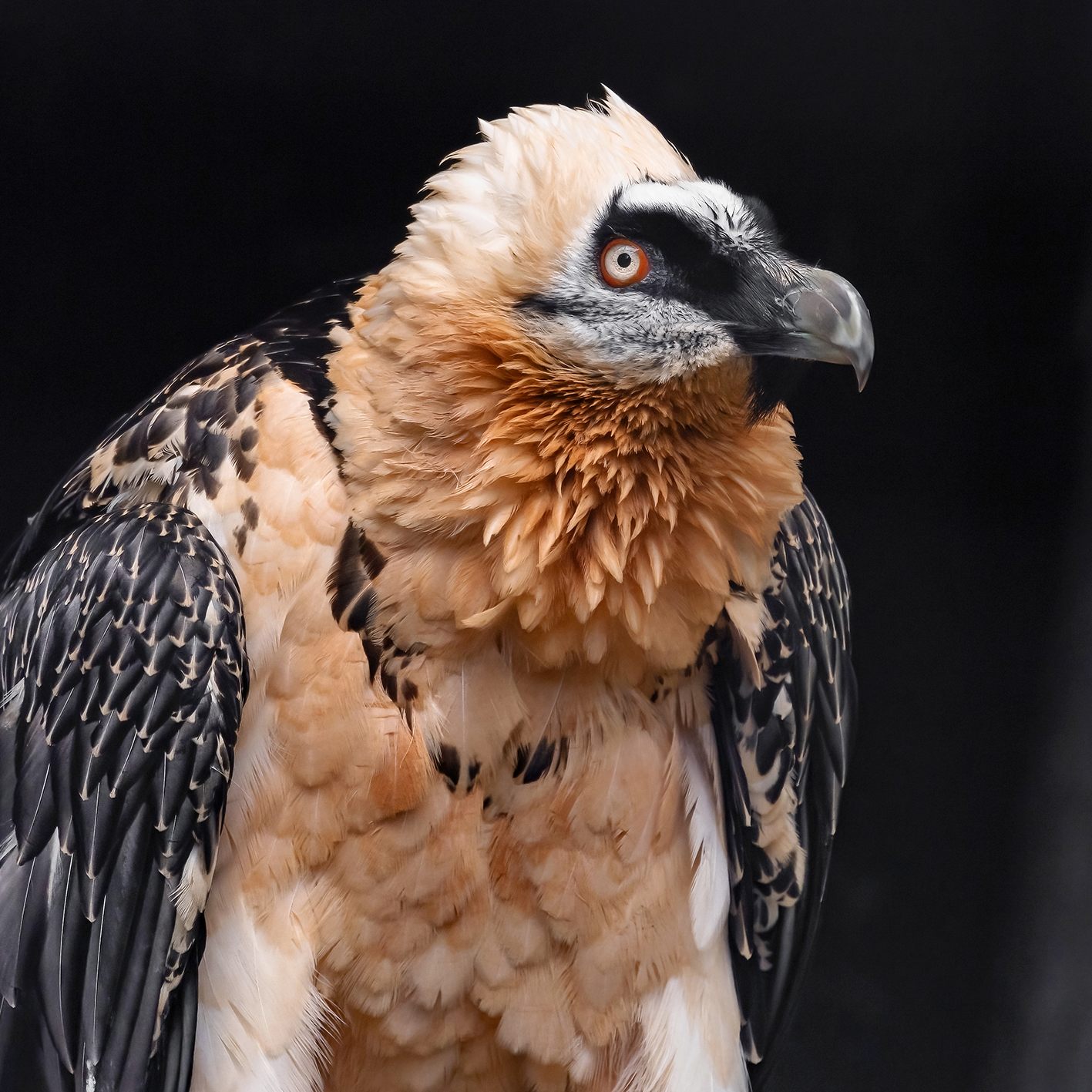 Der Bartgeier wurde im Wiener Tiergarten Schönbrunn aufgezogen.