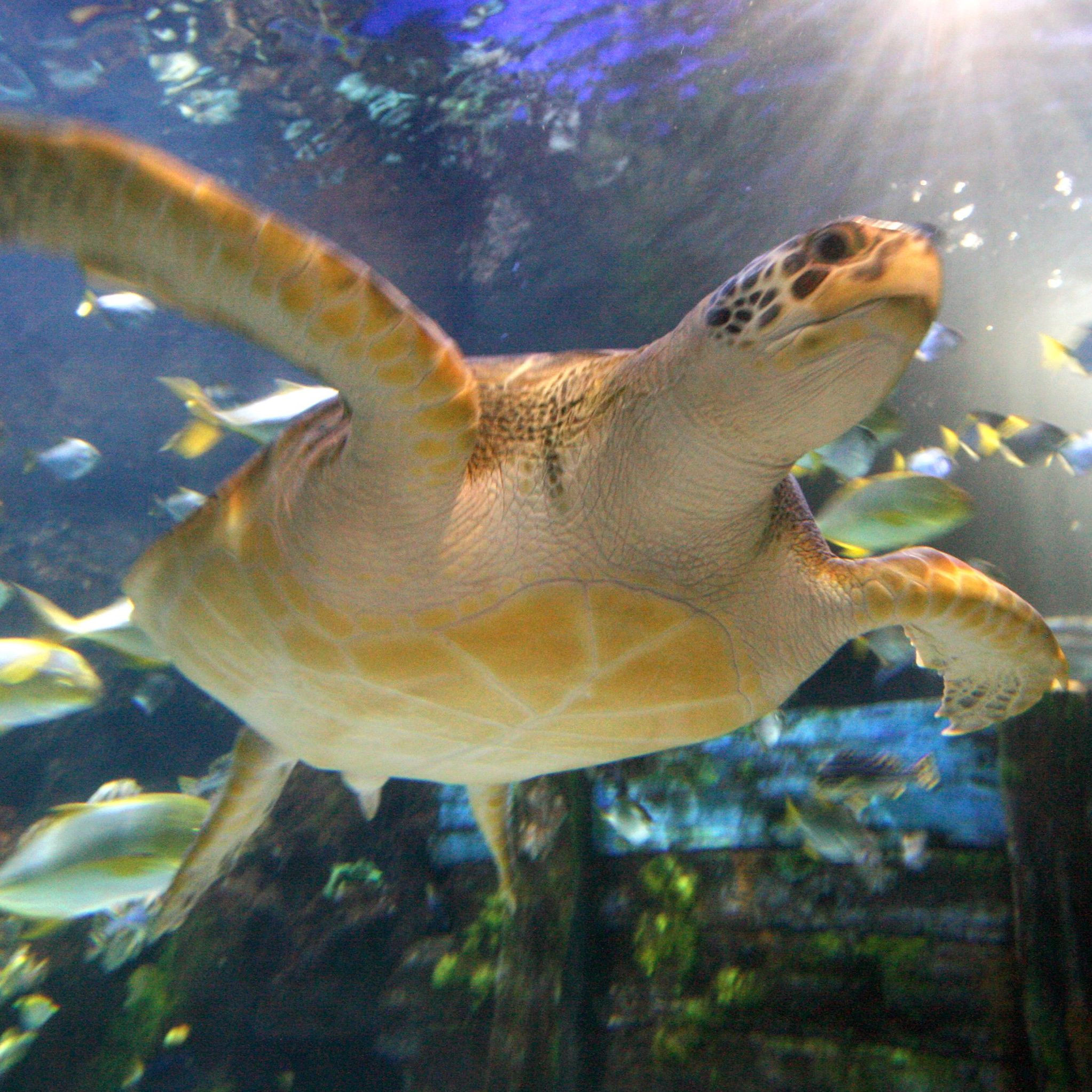 Das Haus des Meeres lädt am 23. Mai zum Weltschildkrötentag ein.