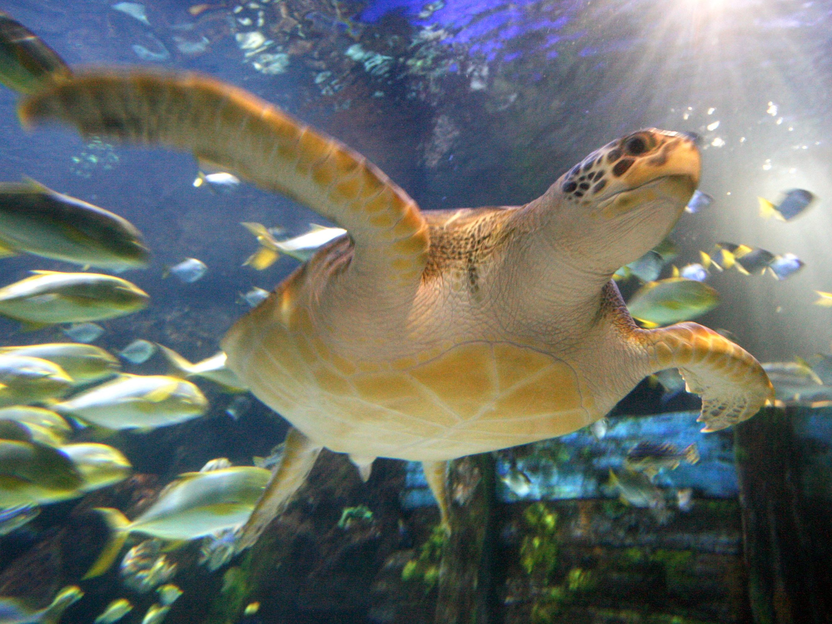 Das Haus des Meeres lädt am 23. Mai zum Weltschildkrötentag ein.