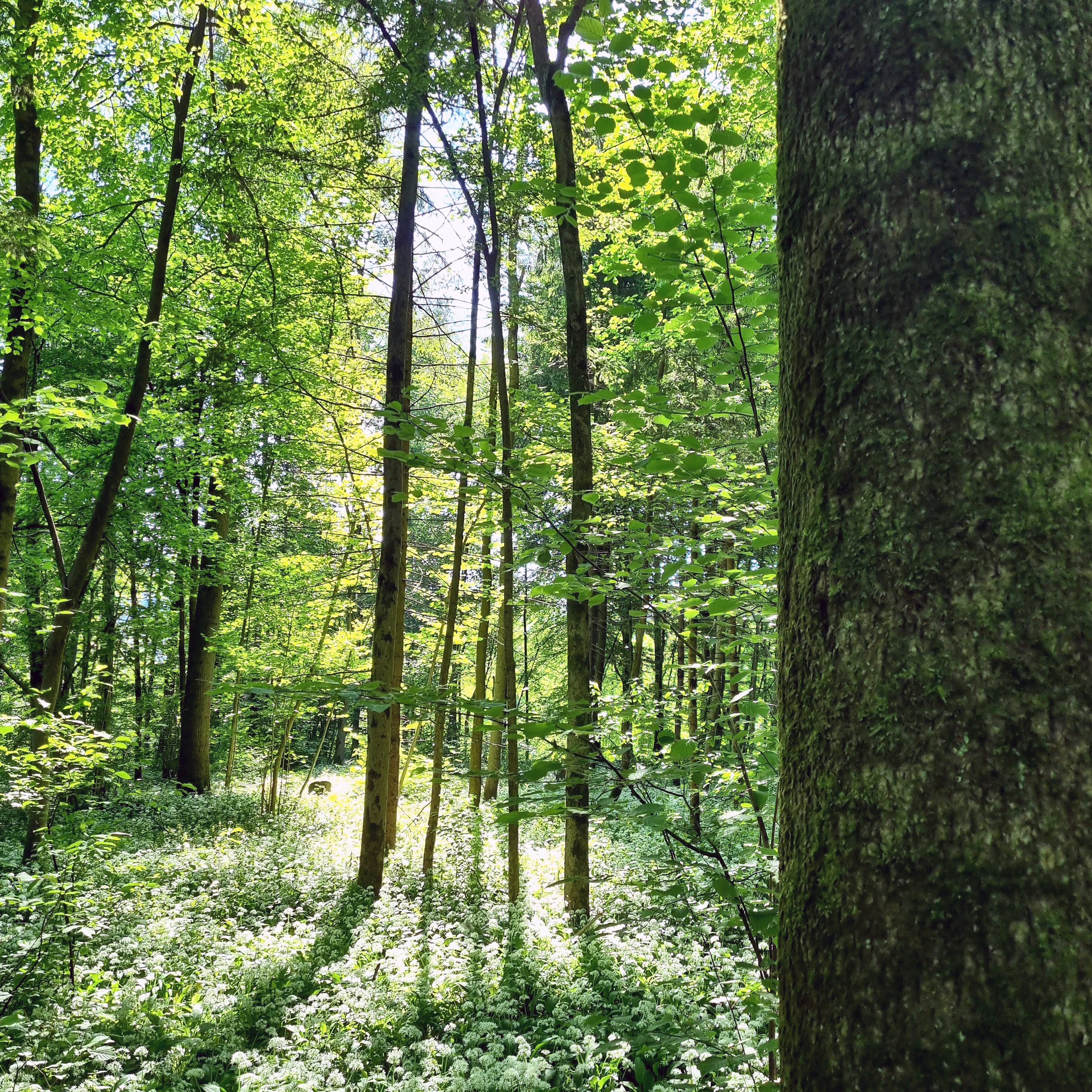 Der Klimawandel verursachte 2021 gut 31 Mio. Euro Kosten bei den Bundesforsten.