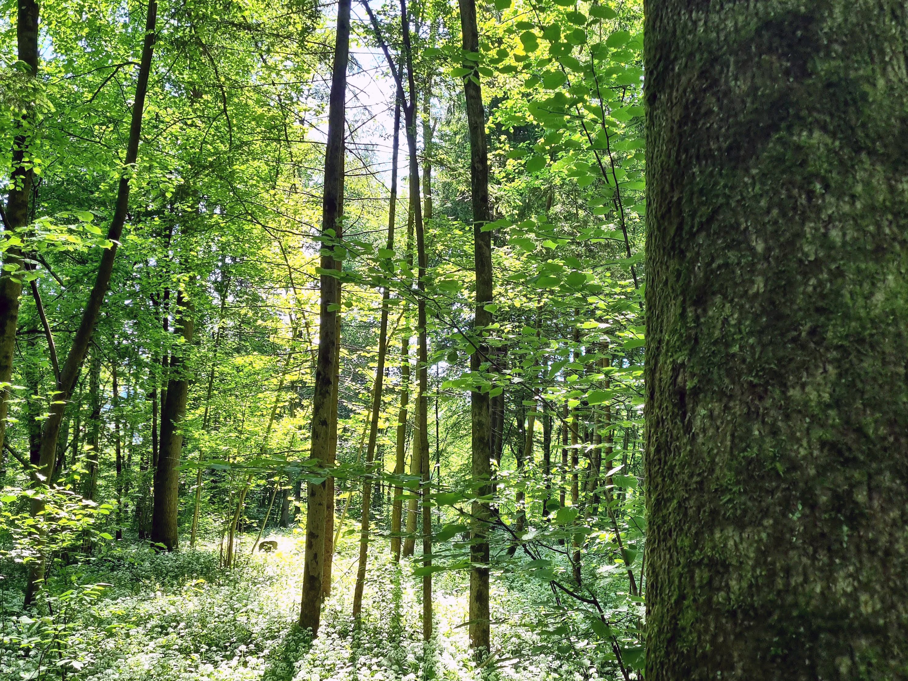 Der Klimawandel verursachte 2021 gut 31 Mio. Euro Kosten bei den Bundesforsten.