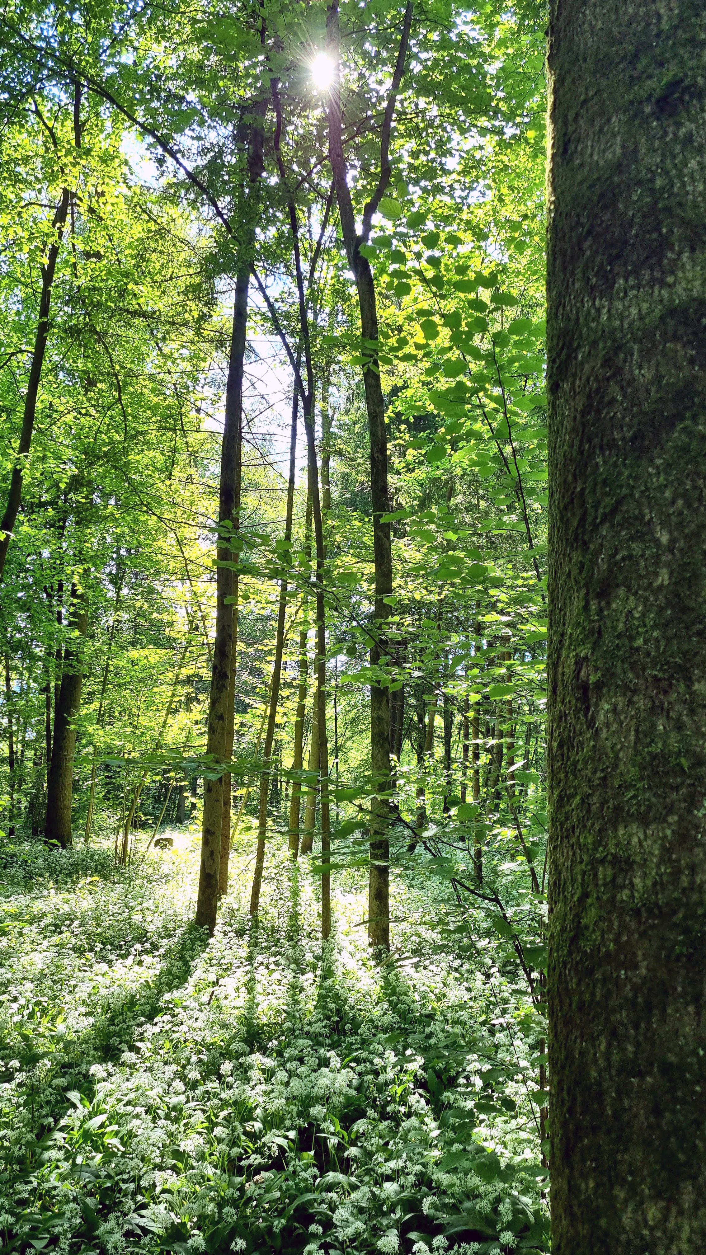 Der Klimawandel verursachte 2021 gut 31 Mio. Euro Kosten bei den Bundesforsten.