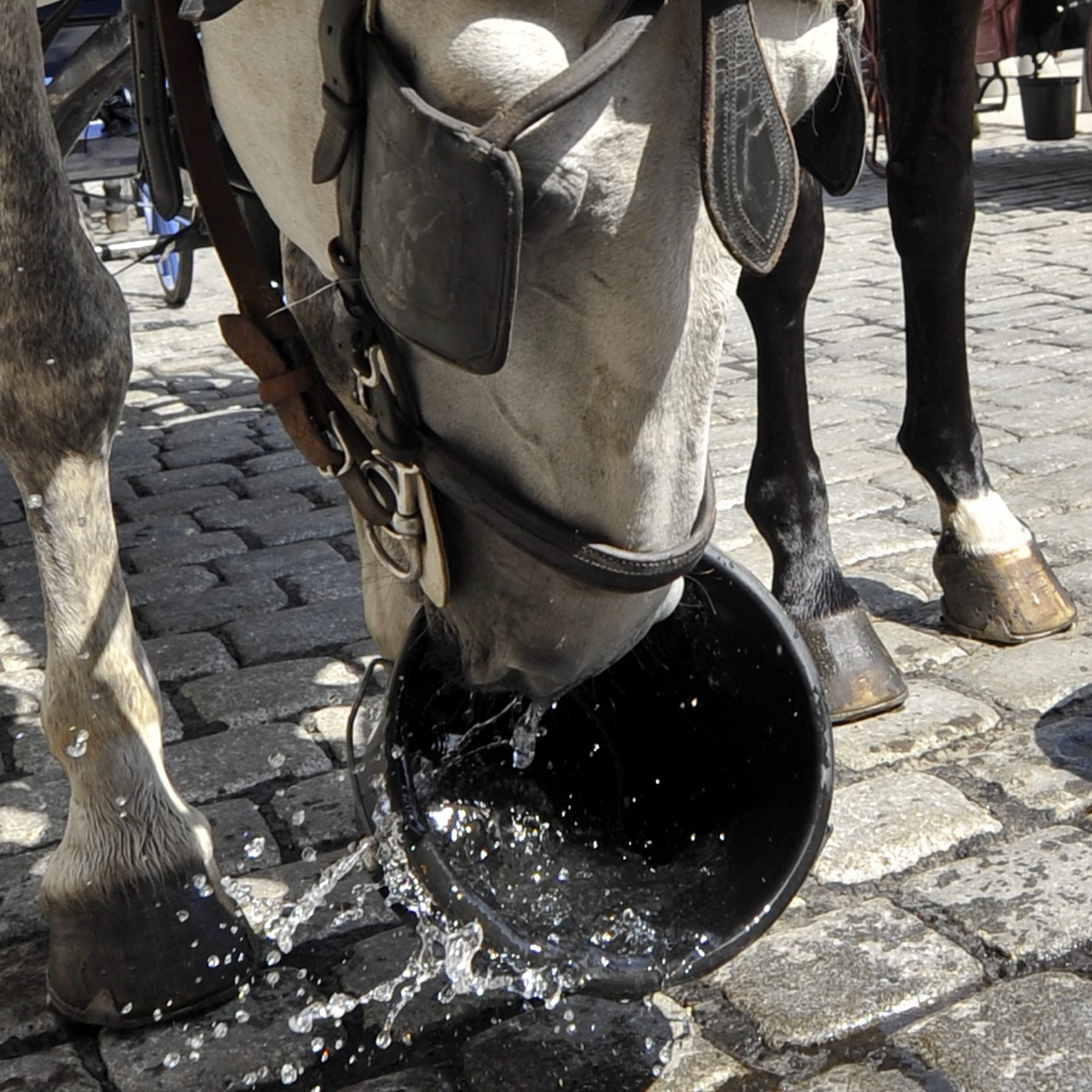 Dieses Fiakerpferd in Wien freut sich über einen kühlen Eimer Wasser. Die Stadt überlegt eine Hitzegrenze von 30 Grad für den Fiakerbetrieb.