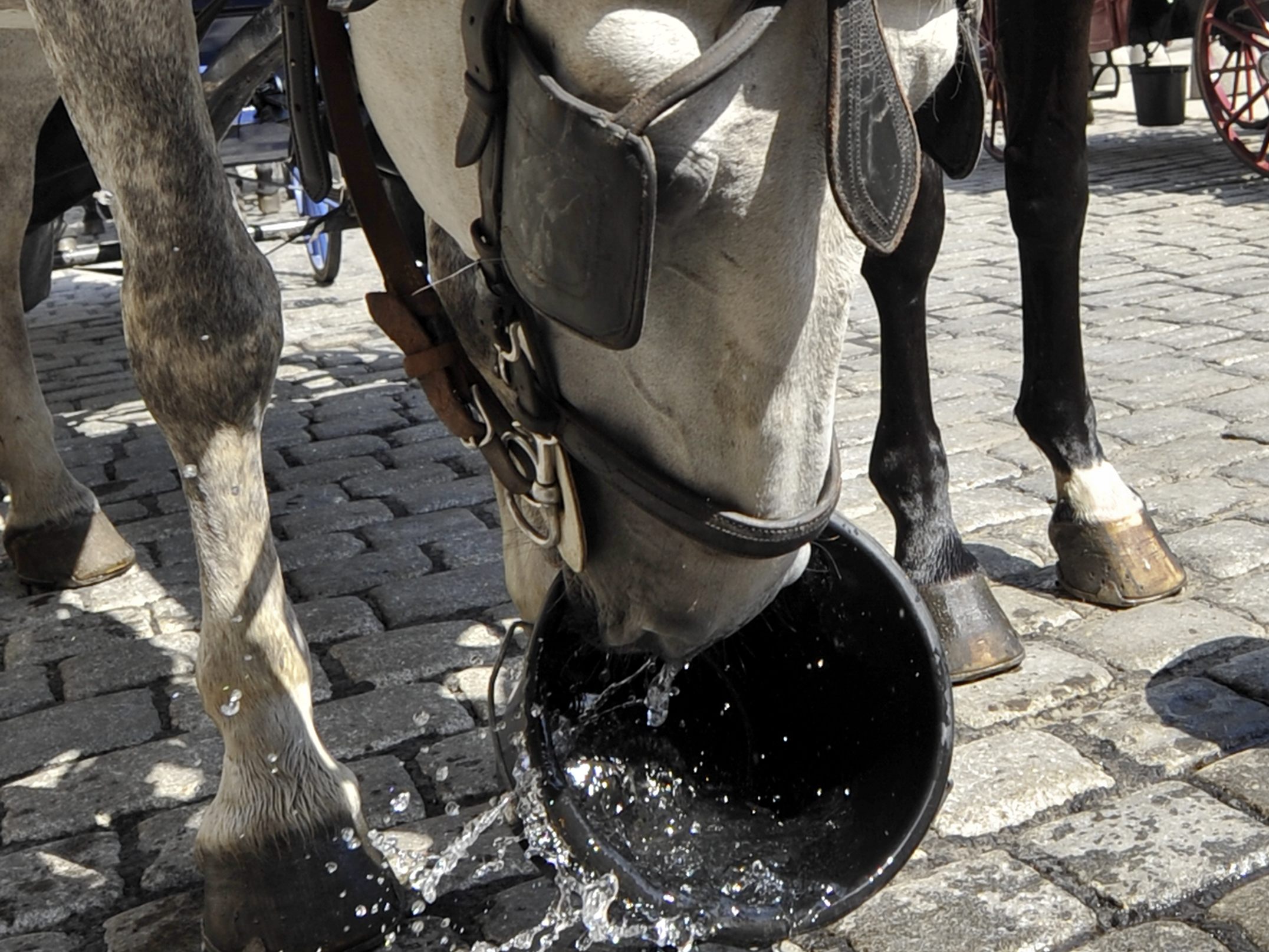 Dieses Fiakerpferd in Wien freut sich über einen kühlen Eimer Wasser. Die Stadt überlegt eine Hitzegrenze von 30 Grad für den Fiakerbetrieb.