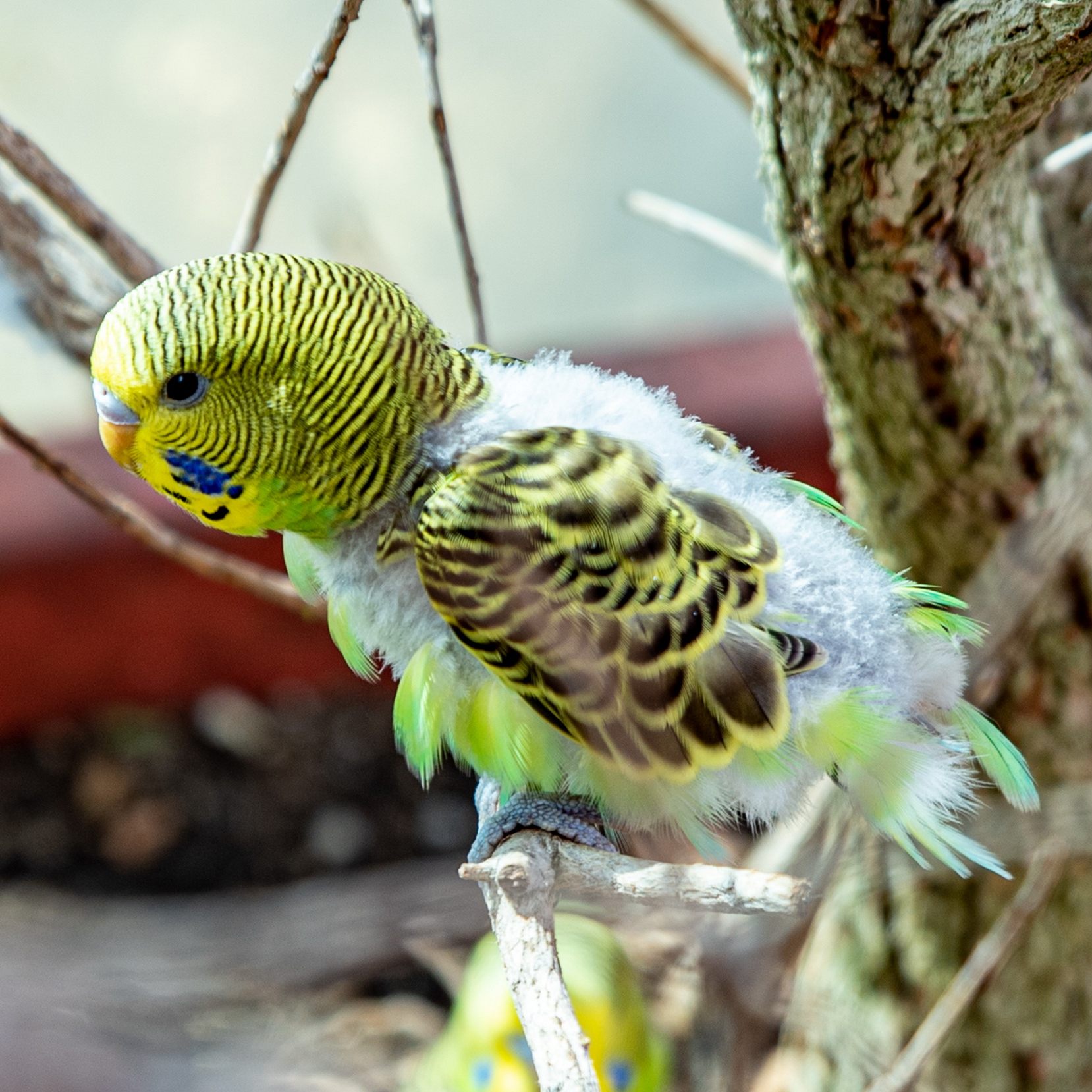 Das Wiener Haus des Meeres kann sich über den ersten Sittich-Nachwuchs freuen.