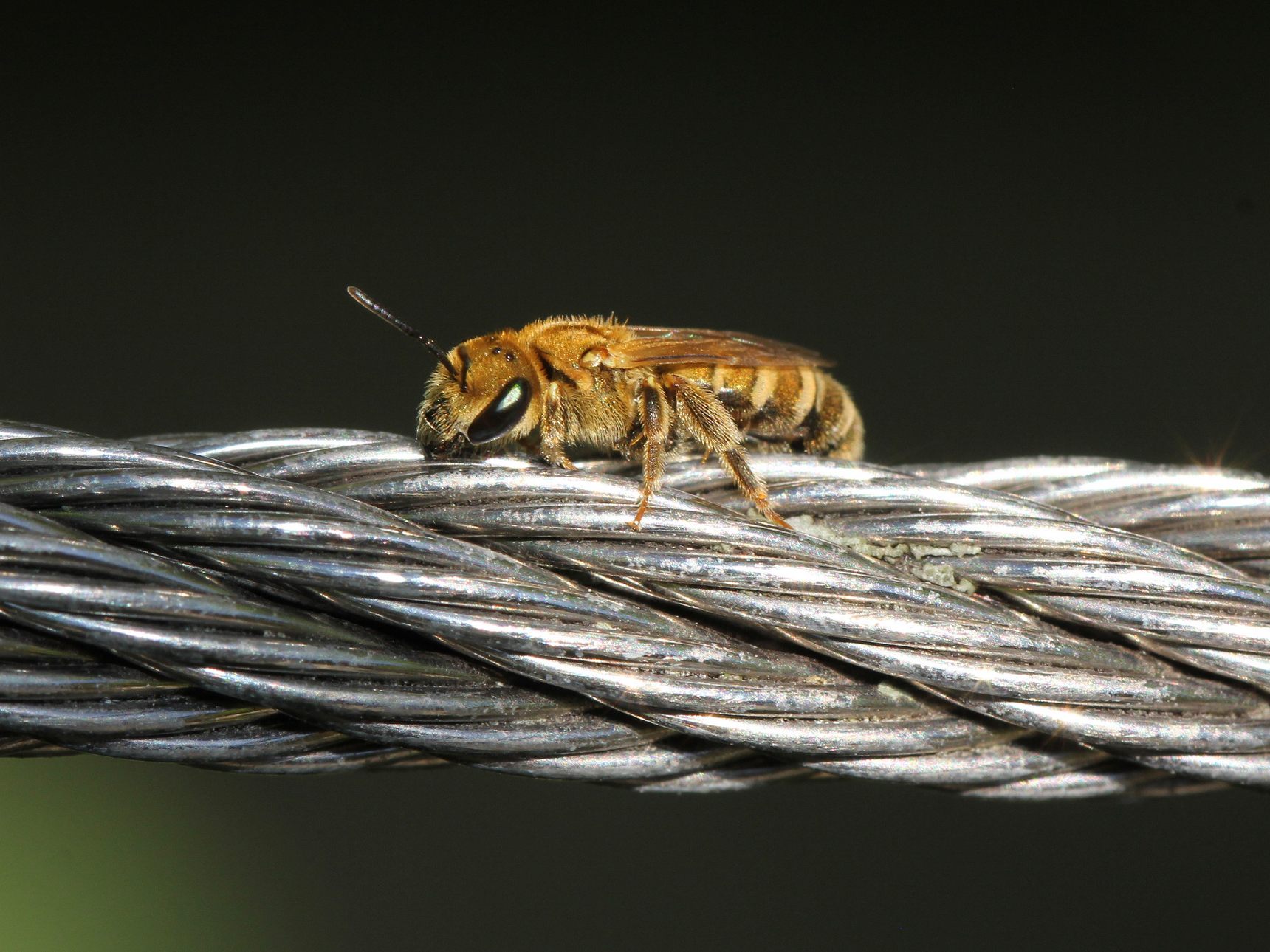 Im Tiergarten Schönbrunn in Wien sollen über 80 Wildbienenarten heimisch sein.