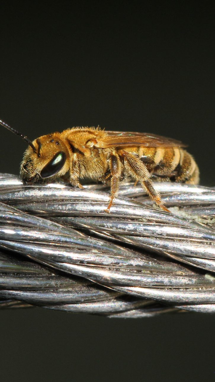 Im Tiergarten Schönbrunn in Wien sollen über 80 Wildbienenarten heimisch sein.