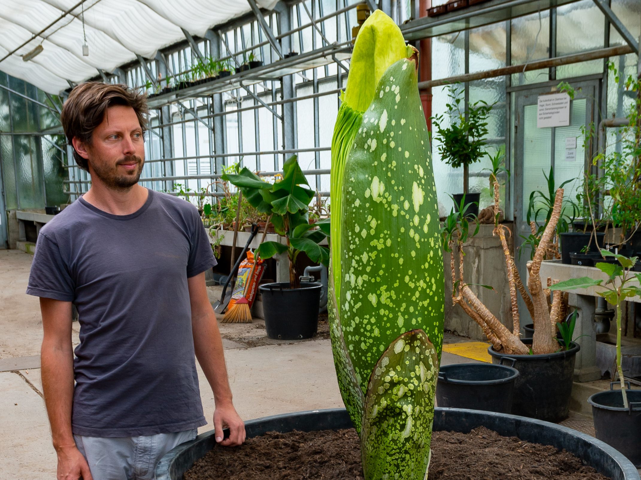 Botaniker gehen davon aus, dass sich der gigantische Blütenstand in ein bis zwei Wochen öffnen wird. Botaniker gehen davon aus, dass sich der gigantische Blütenstand in ein bis zwei Wochen öffnen wird.