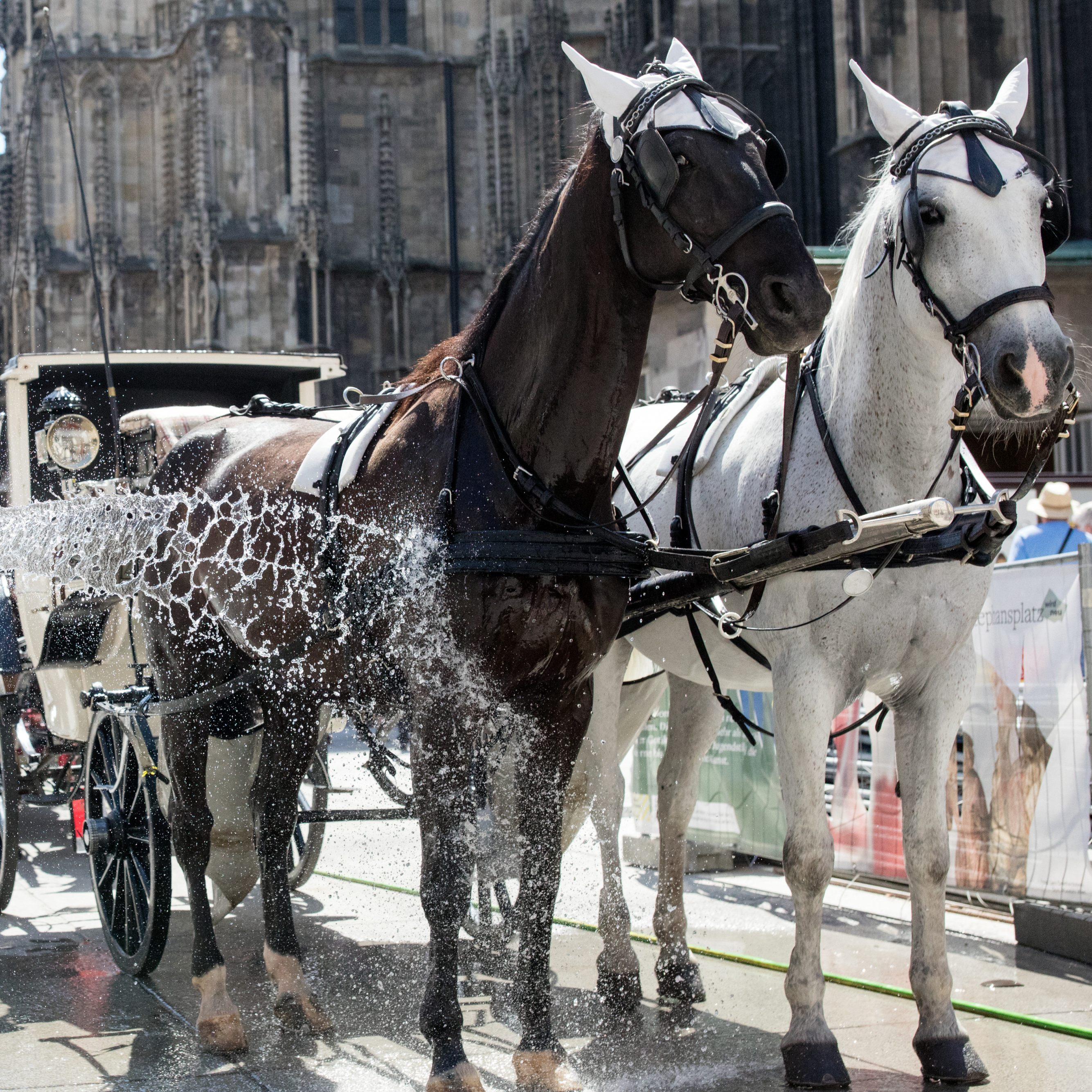 Die Pferde am Wiener Stephansplatz erhalten eine Abkühlung. Die Fiakerpferde leiden oft unter der großen Hitze in der Stadt.