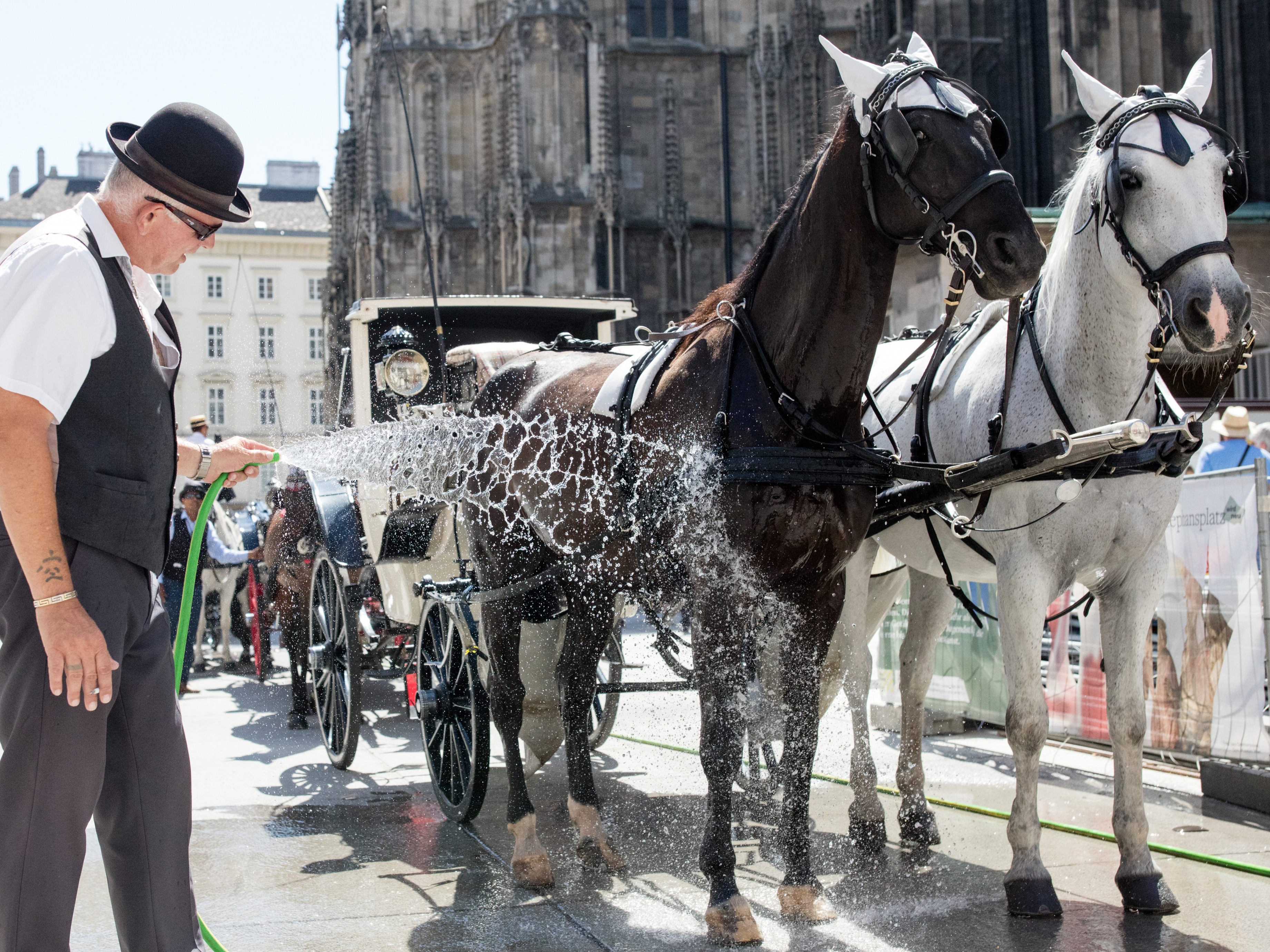 Die Pferde am Wiener Stephansplatz erhalten eine Abkühlung. Die Fiakerpferde leiden oft unter der großen Hitze in der Stadt.