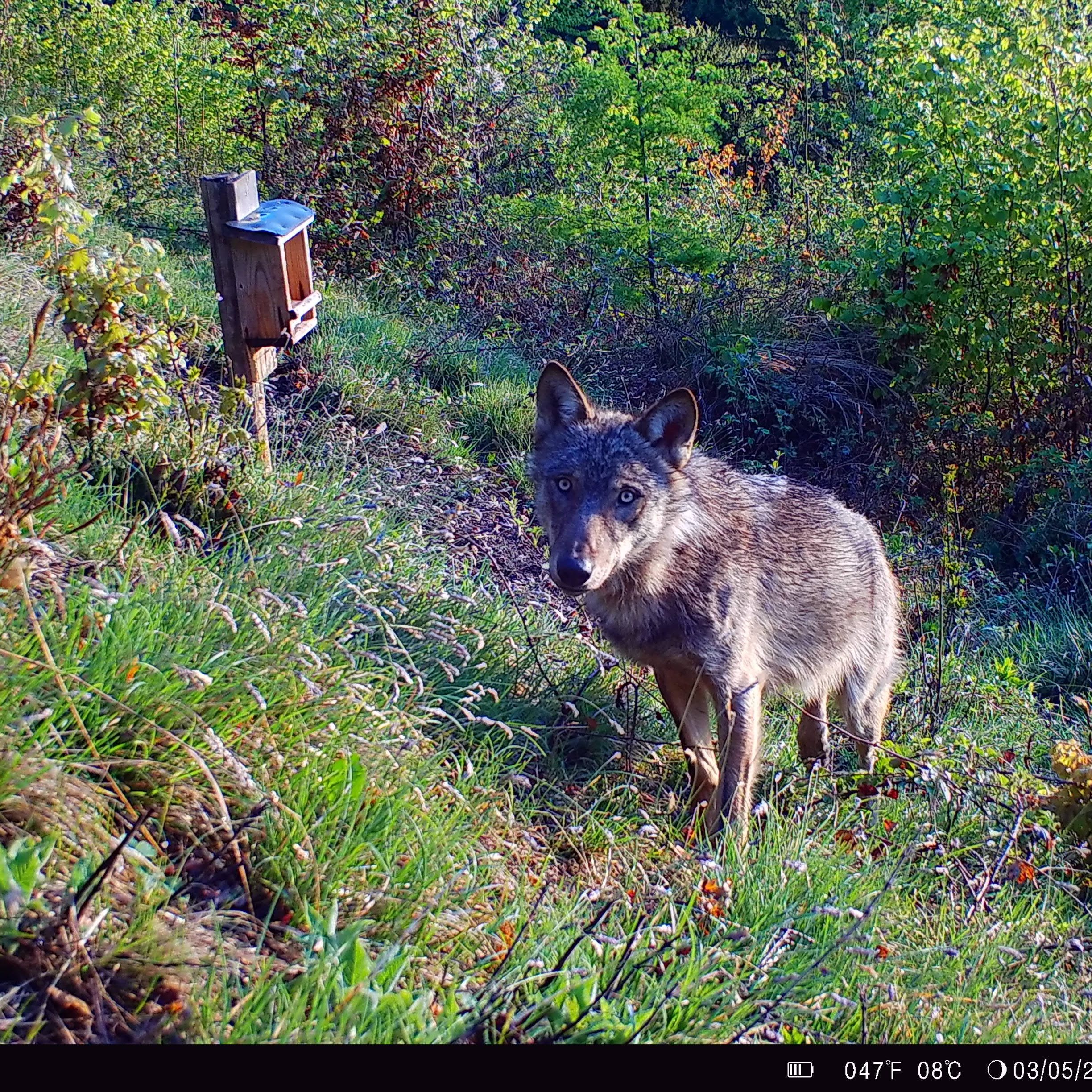 In der Steiermark - nicht weit von Graz entfernt - gab es eine Wolf-Sichtung.