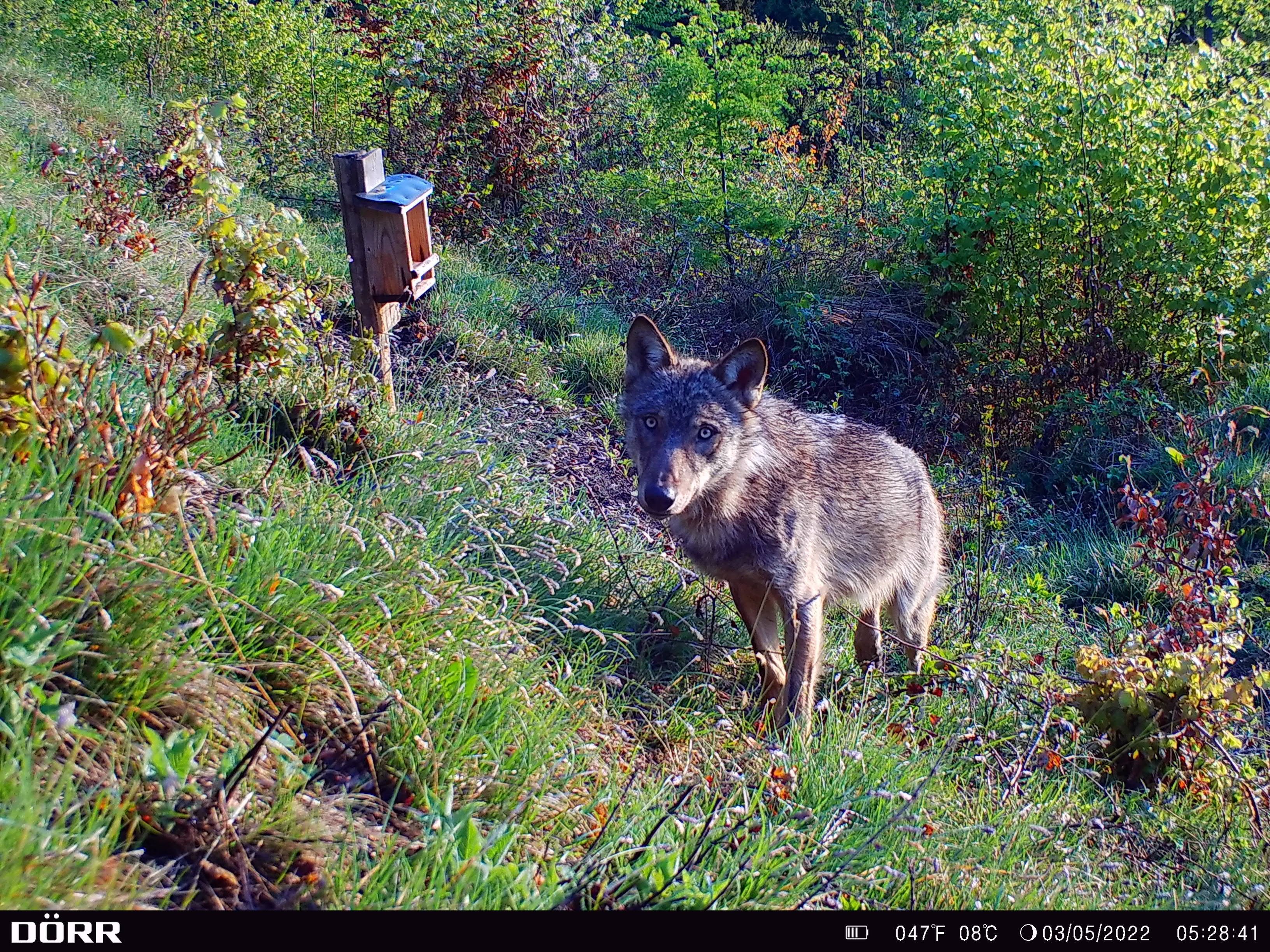 In der Steiermark - nicht weit von Graz entfernt - gab es eine Wolf-Sichtung. In der Steiermark - nicht weit von Graz entfernt - gab es eine Wolf-Sichtung.